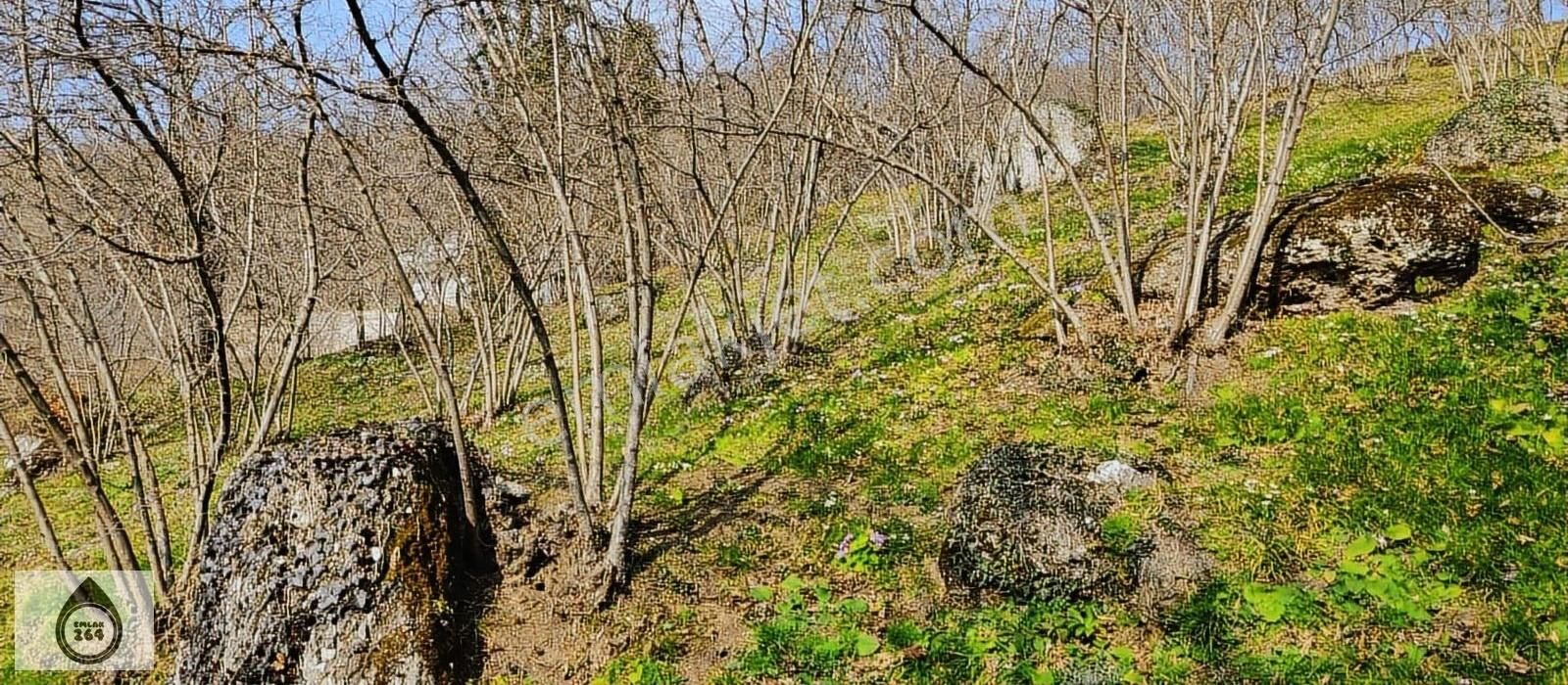 Hendek Güney Satılık Tarla Sakarya Hendek Güney Mahallesinde Satılık Köy Merkez Yakın Tarla