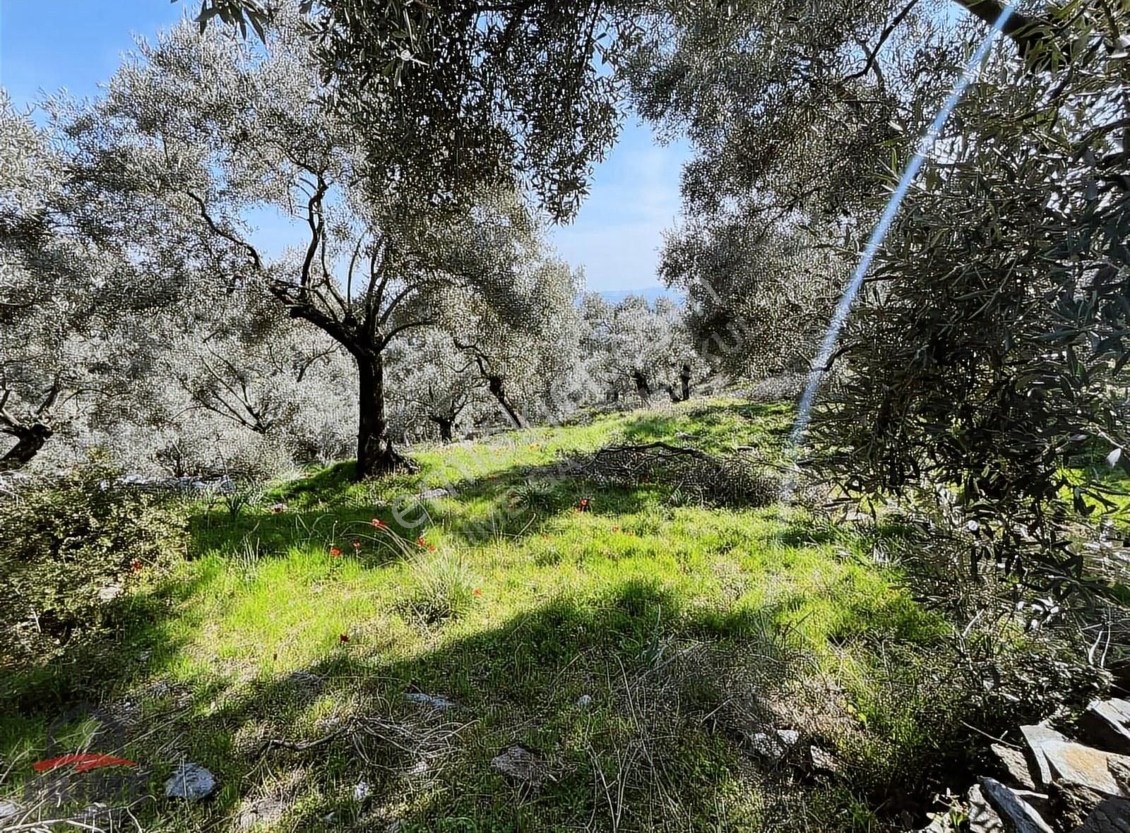 Milas Pınarcık Satılık Zeytinlik Muğla Milas Pınarcık Da Satılık 460 M2 Köye Yakın Zeytinlik