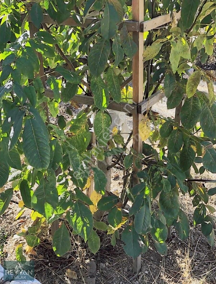 Akseki Çimiköy Satılık Tarla Çam Ağaçları İçinde Bakımlı 25 Yıllık Ceviz Bahçesi