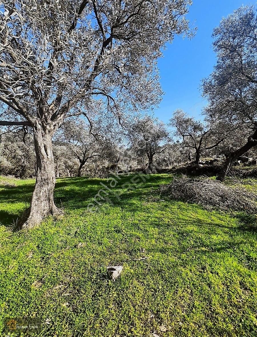 Milas Karacahisarda Köy İçi Kağir Ev Ve 980 M2 Arsası - Görsel 16