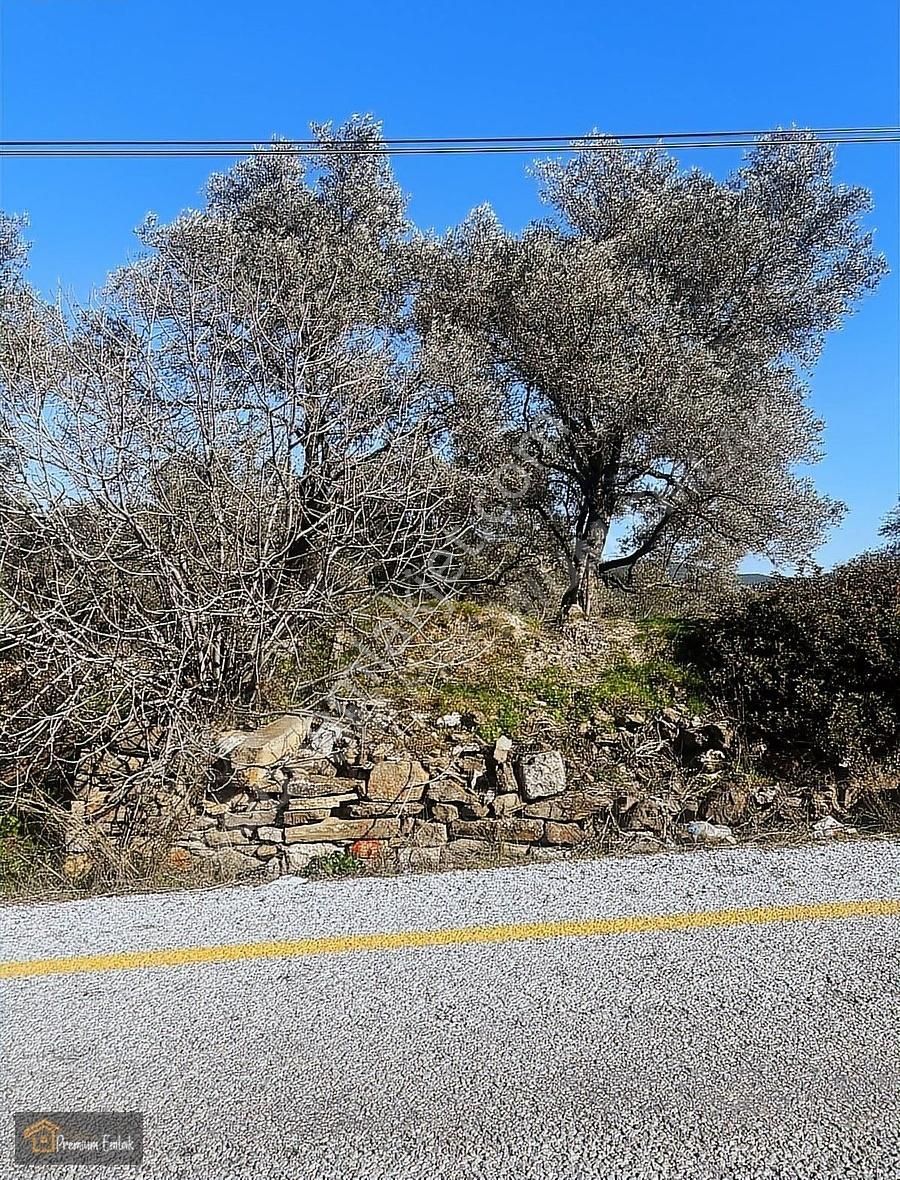 Milas Karacahisarda Köy İçi Kağir Ev Ve 980 M2 Arsası - Görsel 19