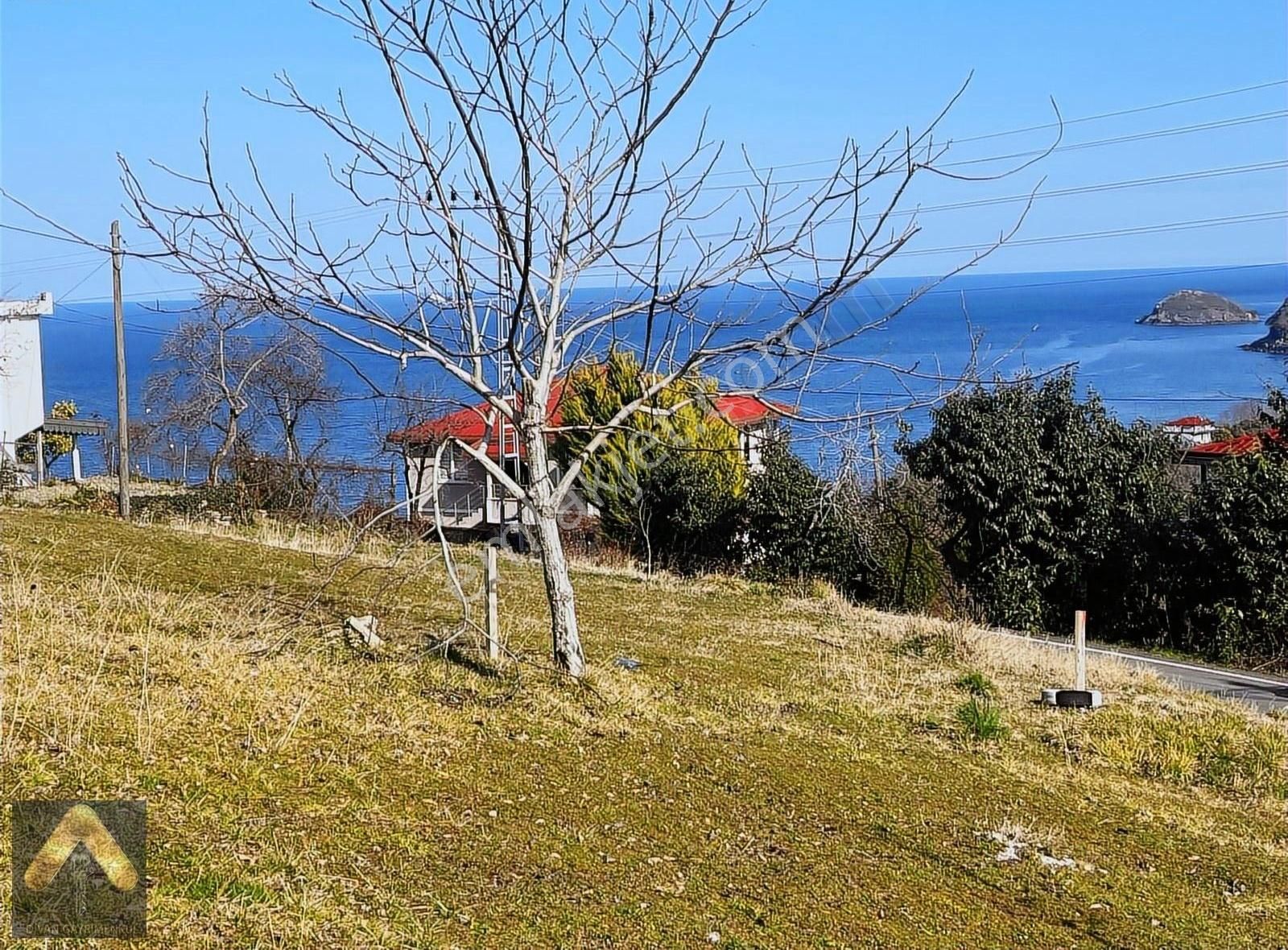 Perşembe Aziziye Satılık Bağ & Bahçe Divan Gayrimenkul Perşembe Aziziye Mah. 936m2 Fındık Bahçesi