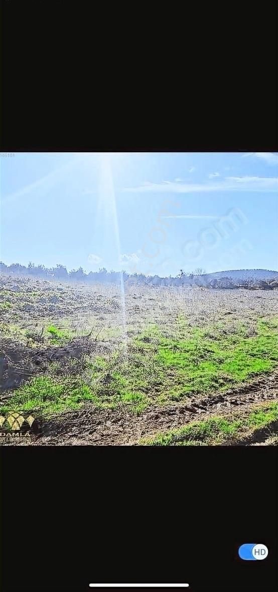 Burhaniye Şahinler Satılık Tarla Balıklesir Burhanıye Şahinlerde 7678 M2 Tek Tapu Tarla