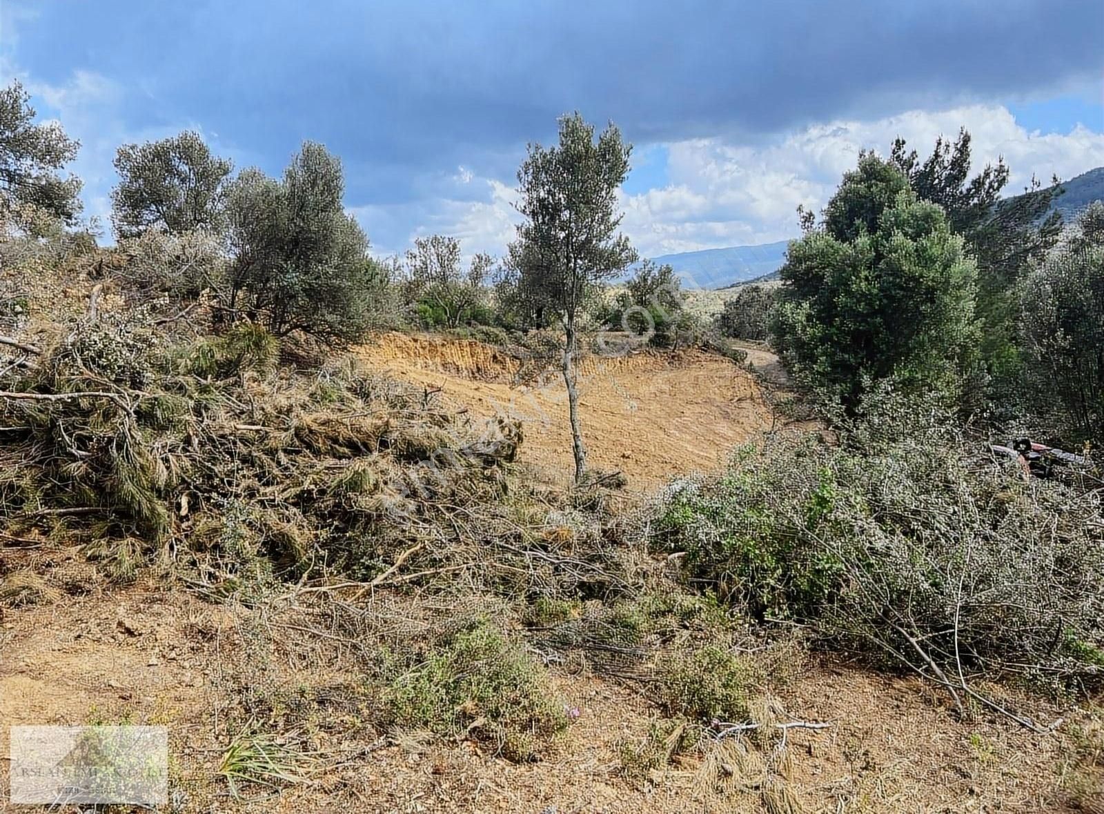 Arslan Emlaktan Balıkesir Burhaniye Ağacık'ta 7.300 M2 Zeytinlik - Görsel 20