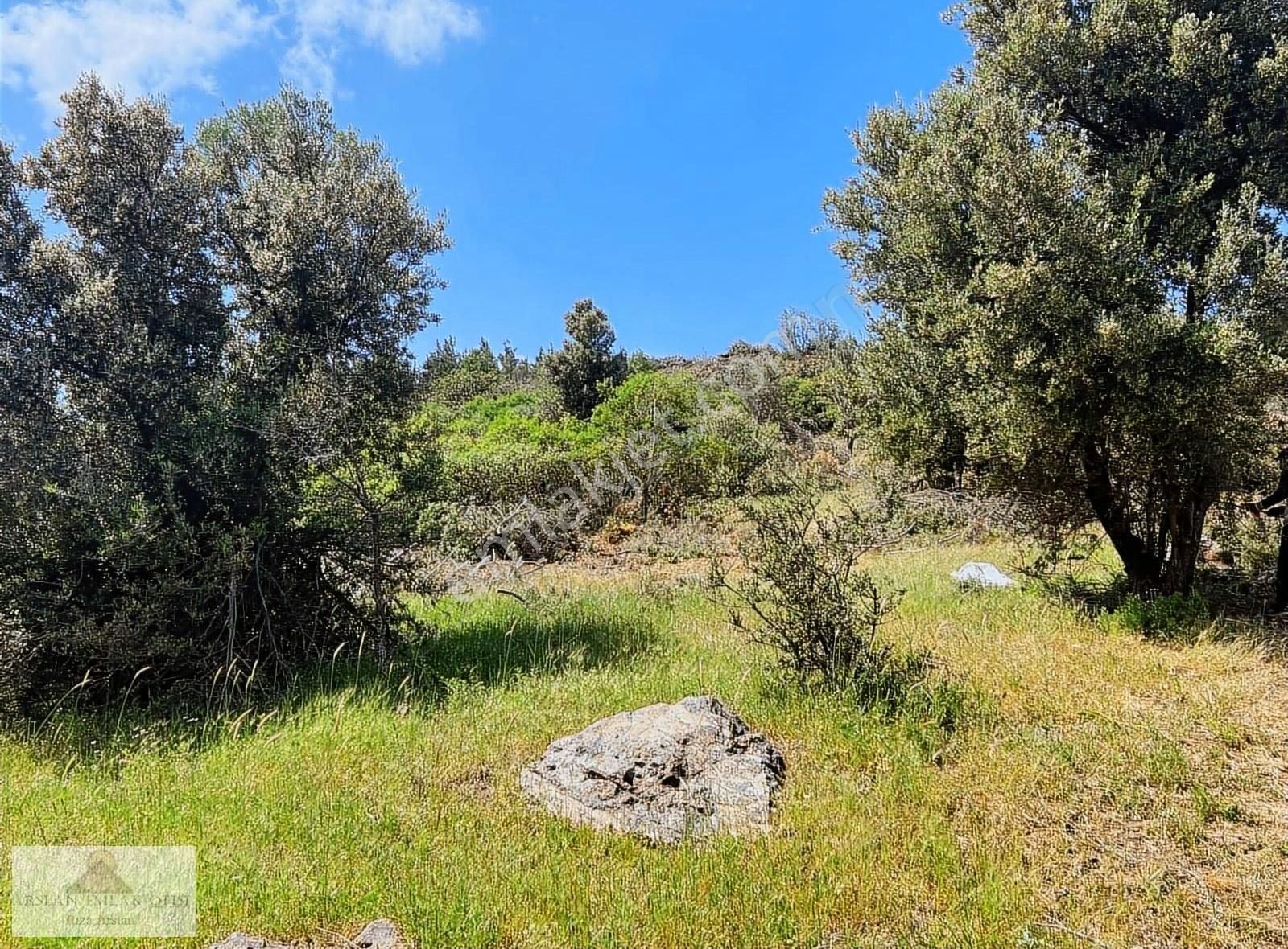 Arslan Emlaktan Balıkesir Burhaniye Ağacık'ta 7.300 M2 Zeytinlik - Görsel 7