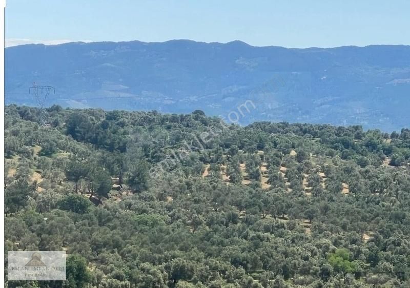 Arslan Emlaktan Balıkesir Burhaniye Ağacık'ta 7.300 M2 Zeytinlik - Görsel 28