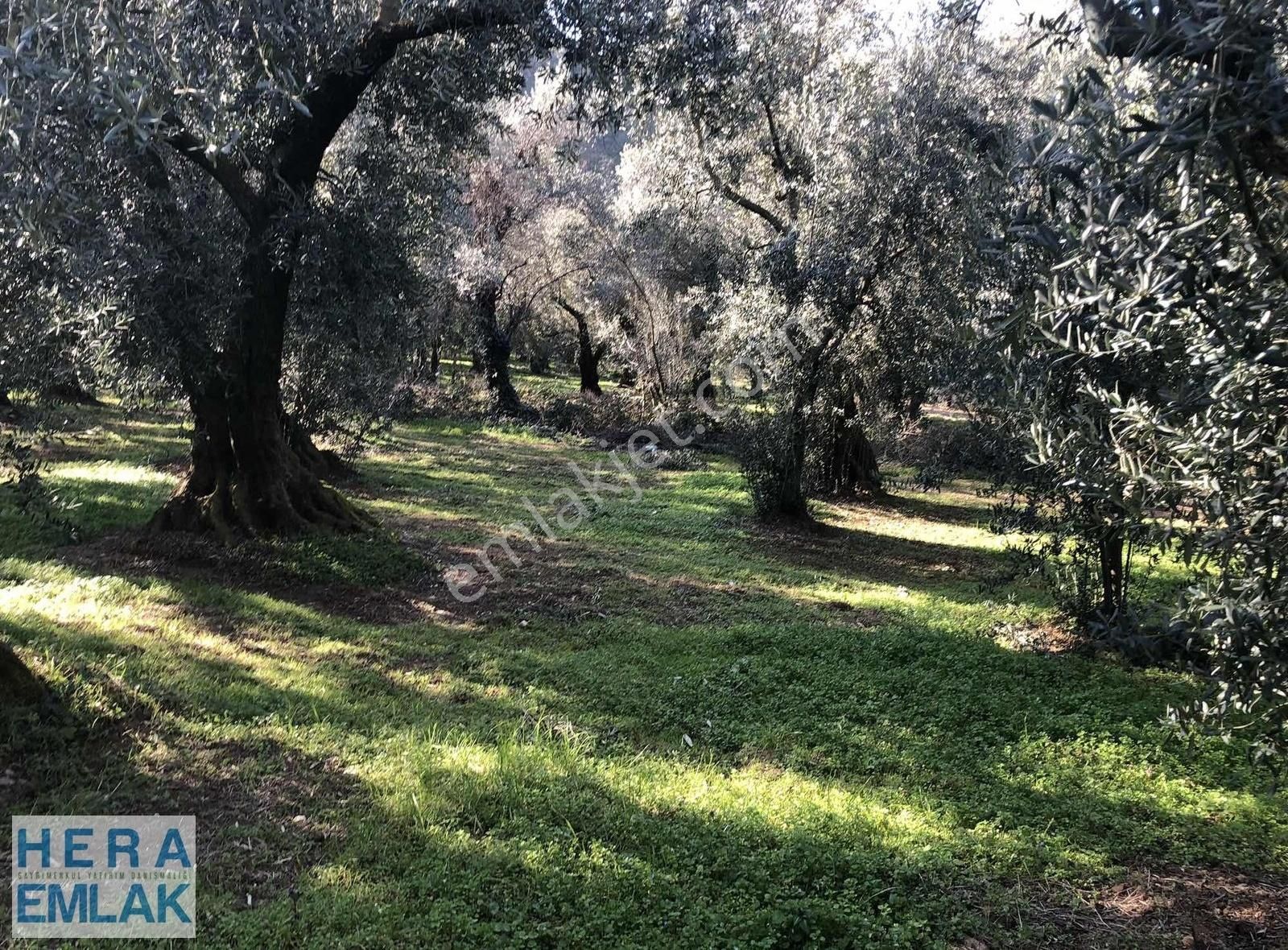Yerleşime Yakın Bakımlı Zeytin Bahçesi. Resmî Yolu Mevcut - Görsel 10