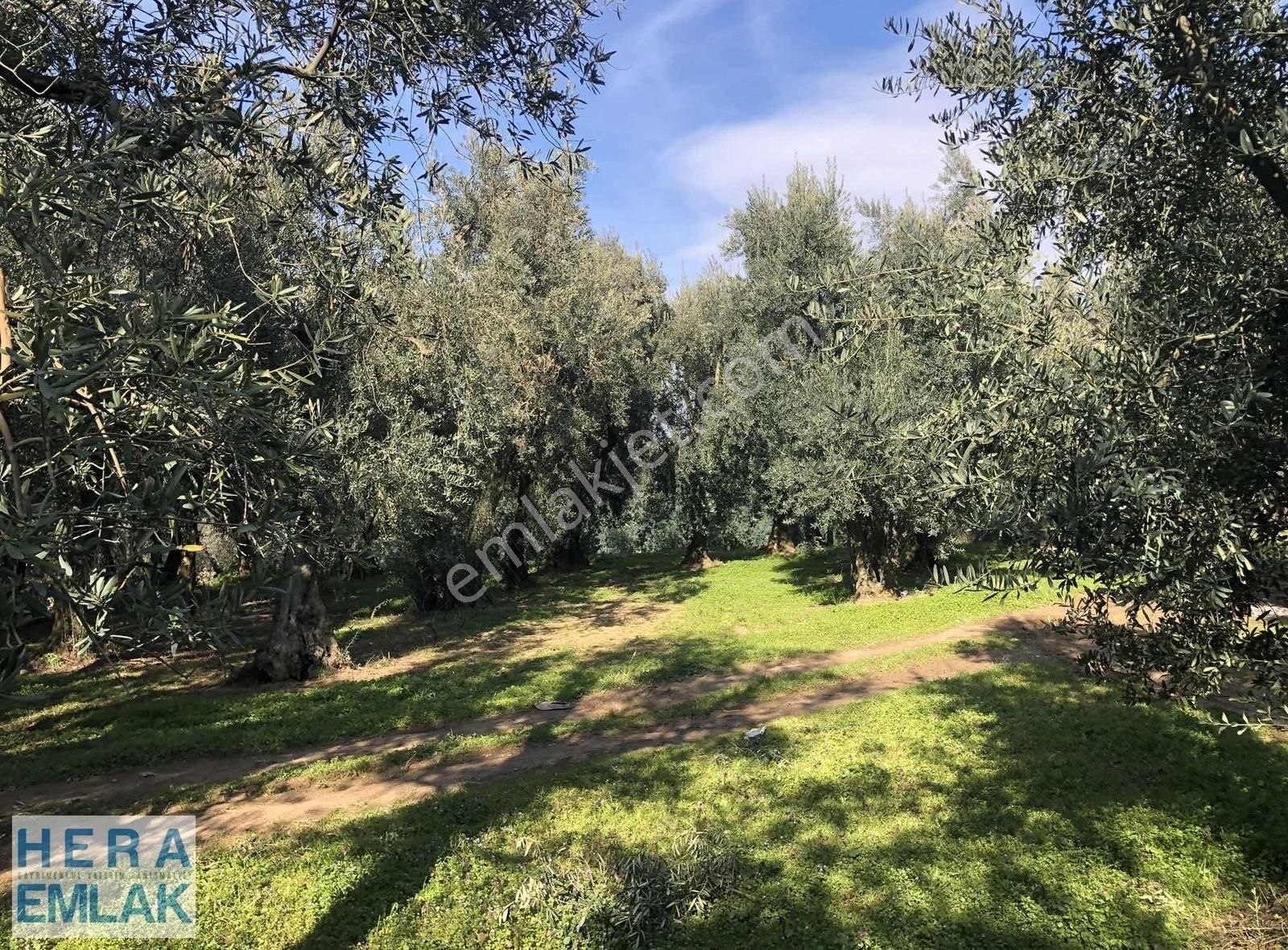 Yerleşime Yakın Bakımlı Zeytin Bahçesi. Resmî Yolu Mevcut - Görsel 6