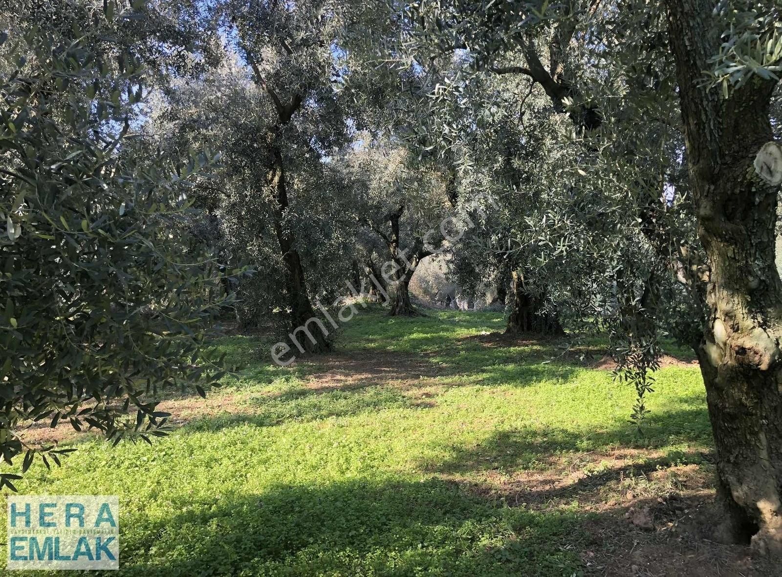 Yerleşime Yakın Bakımlı Zeytin Bahçesi. Resmî Yolu Mevcut - Görsel 2