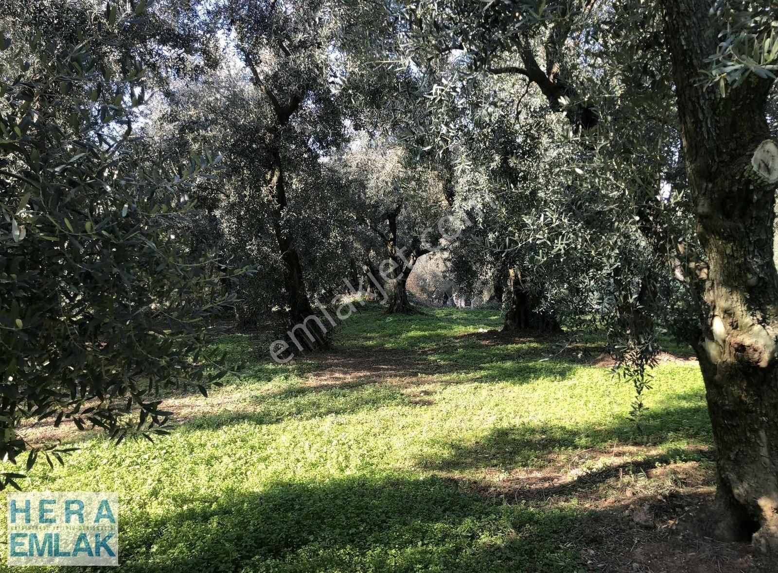 Yerleşime Yakın Bakımlı Zeytin Bahçesi. Resmî Yolu Mevcut - Görsel 17