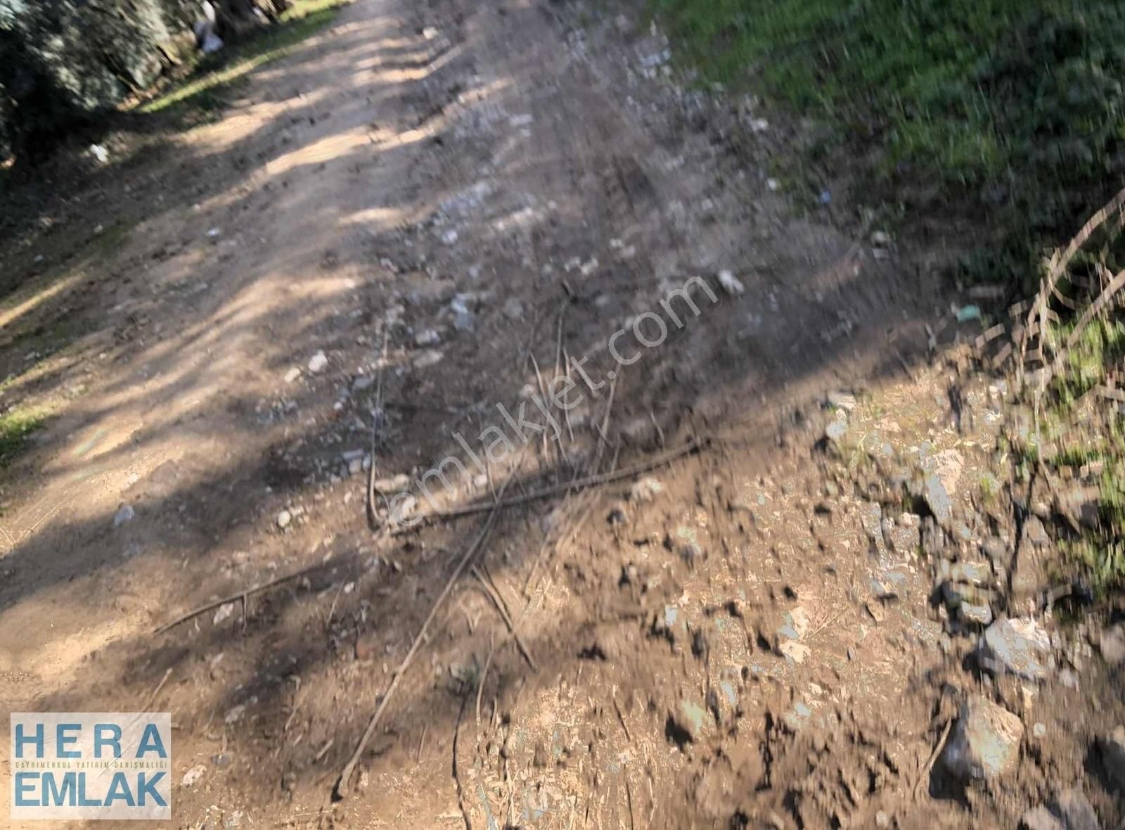 Yerleşime Yakın Bakımlı Zeytin Bahçesi. Resmî Yolu Mevcut - Görsel 4