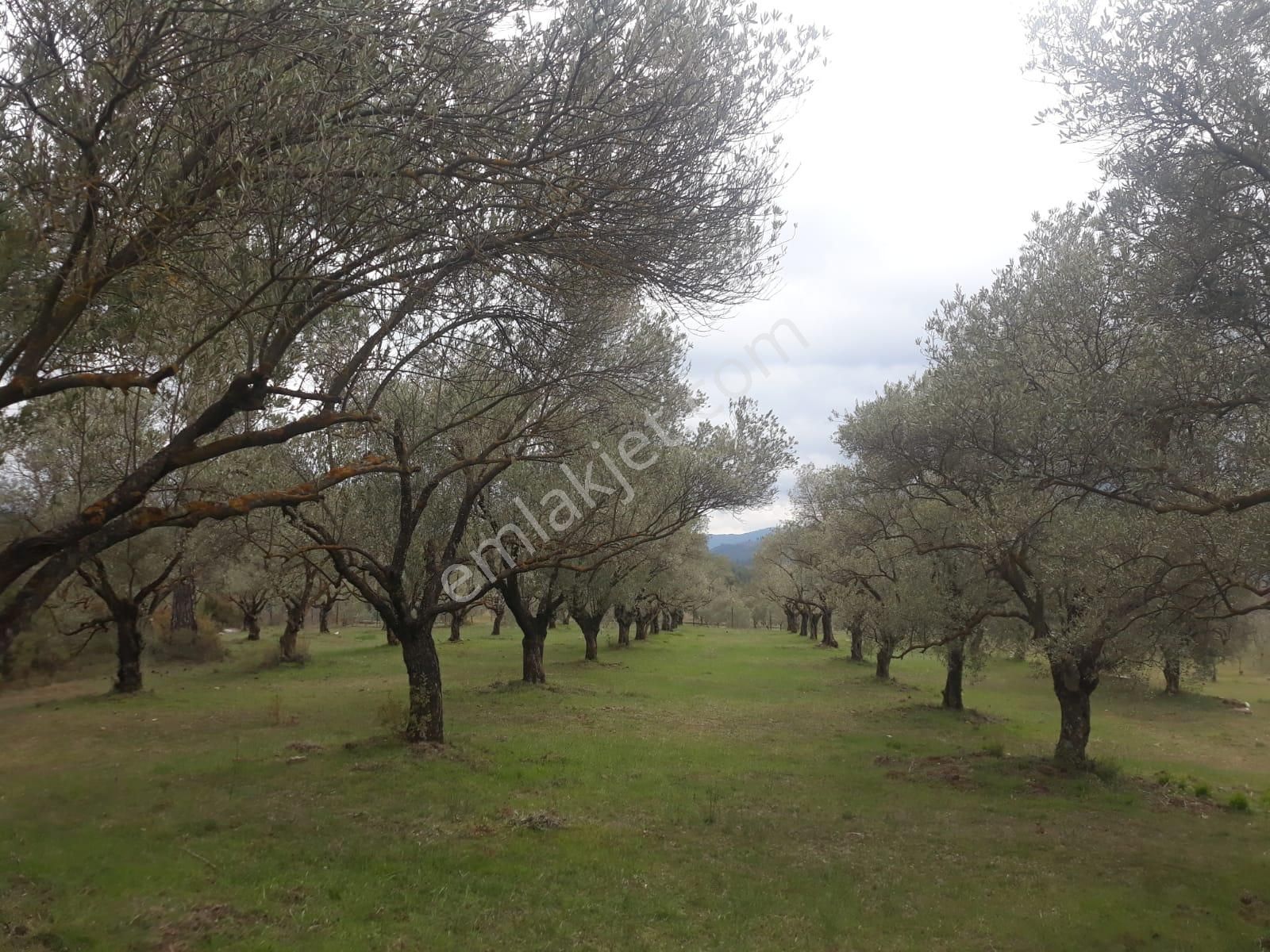 Menteşe Bayır Satılık Tarla Muğla Menteşe Bayır'da Satılık Tarla/zeytinlik/hoby Bahçesi