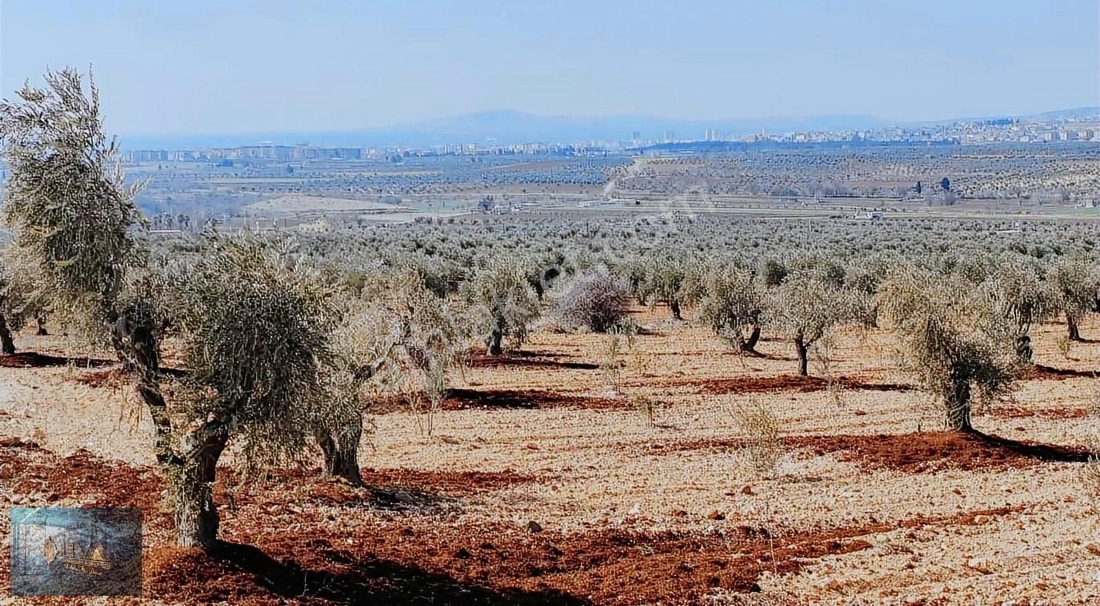 Kilis Merkez Kuskunkıran Köyü Satılık Zeytinlik Liva Gayrimenkul'den Akpınar Yanında Şehir Manzaralı Zeytinlik