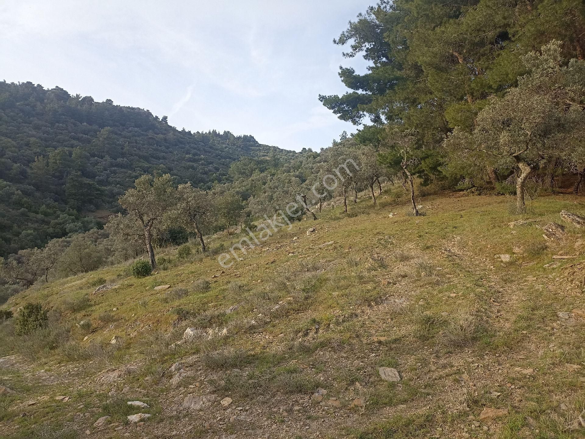 Bayındır Arıkbaşı'nda 18. 000 M2 Zeytinlik Satılıktır - Görsel 7