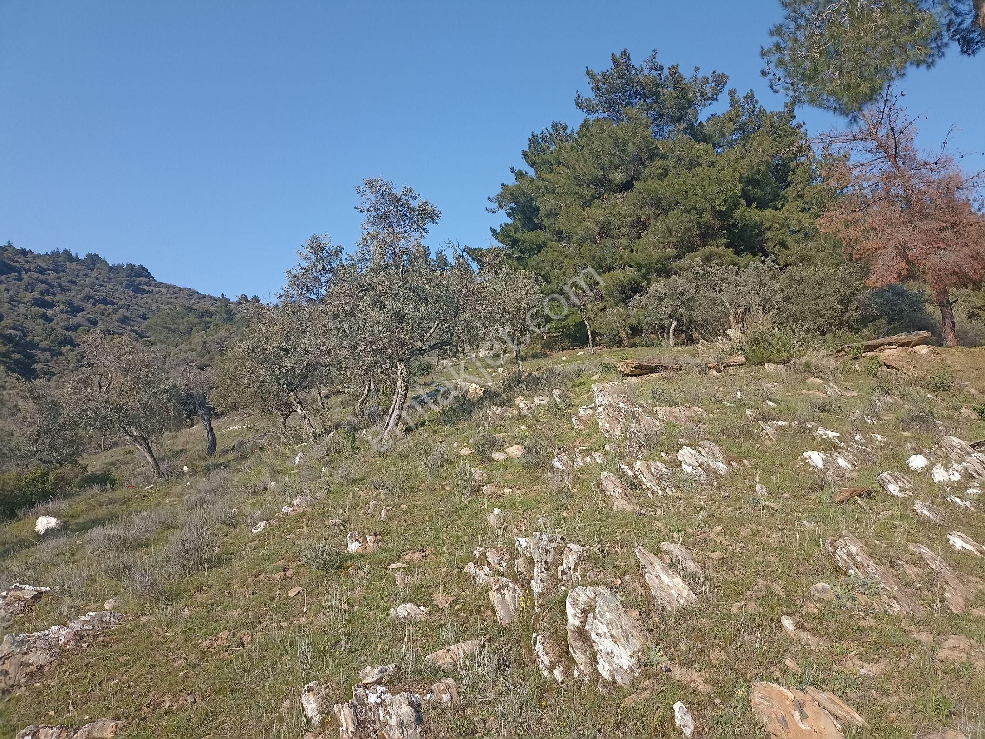Bayındır Arıkbaşı'nda 18. 000 M2 Zeytinlik Satılıktır - Görsel 6