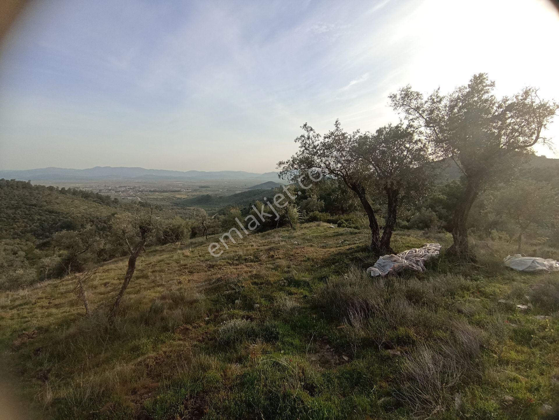 Bayındır Arıkbaşı'nda 18. 000 M2 Zeytinlik Satılıktır - Görsel 12