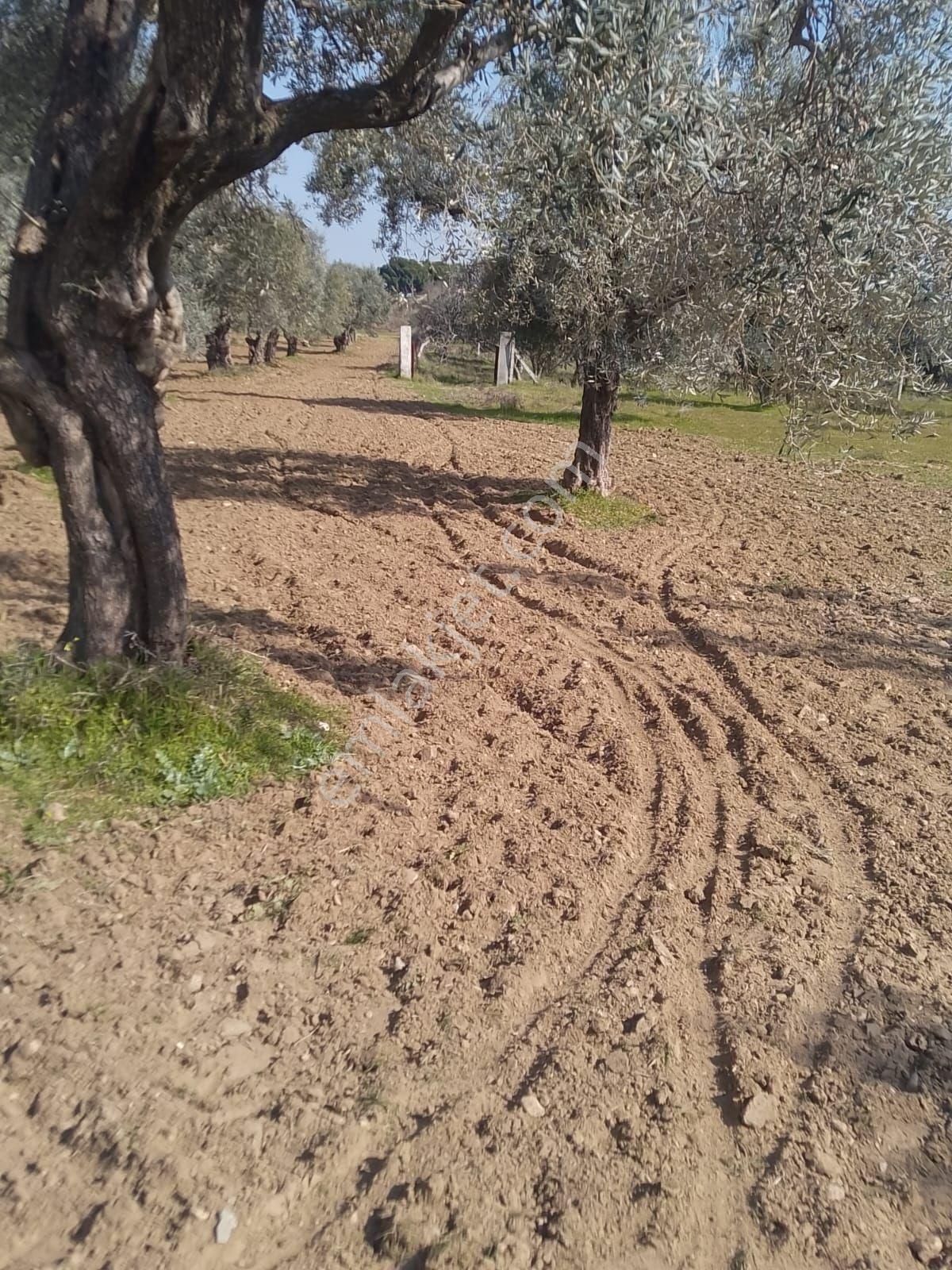 Germencik Üzümlüde Yola 150 Metre Cepheli Satılık Tarla - Görsel 9