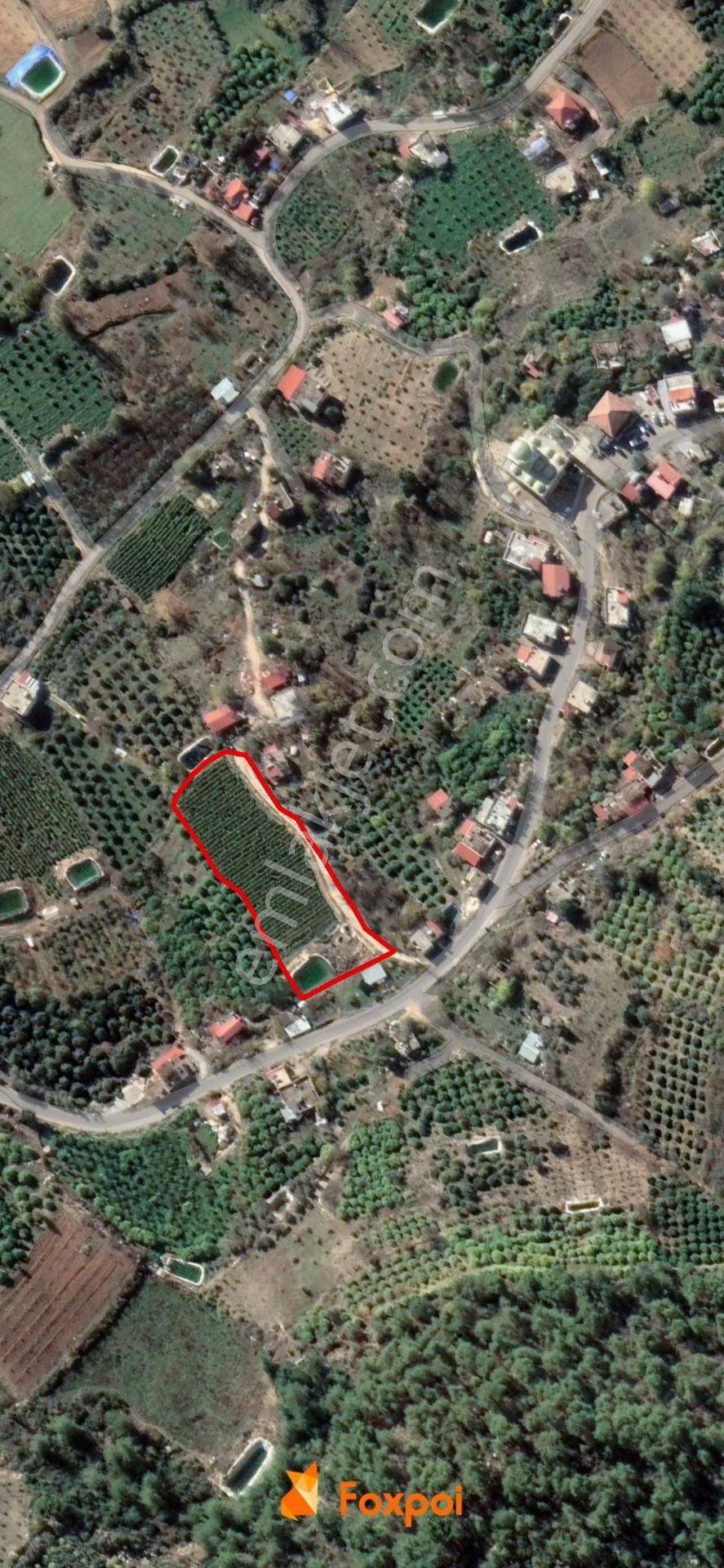 Kösbucağı'nda Satılık 4 Dönüm Limon Bahçesi - Görsel 5