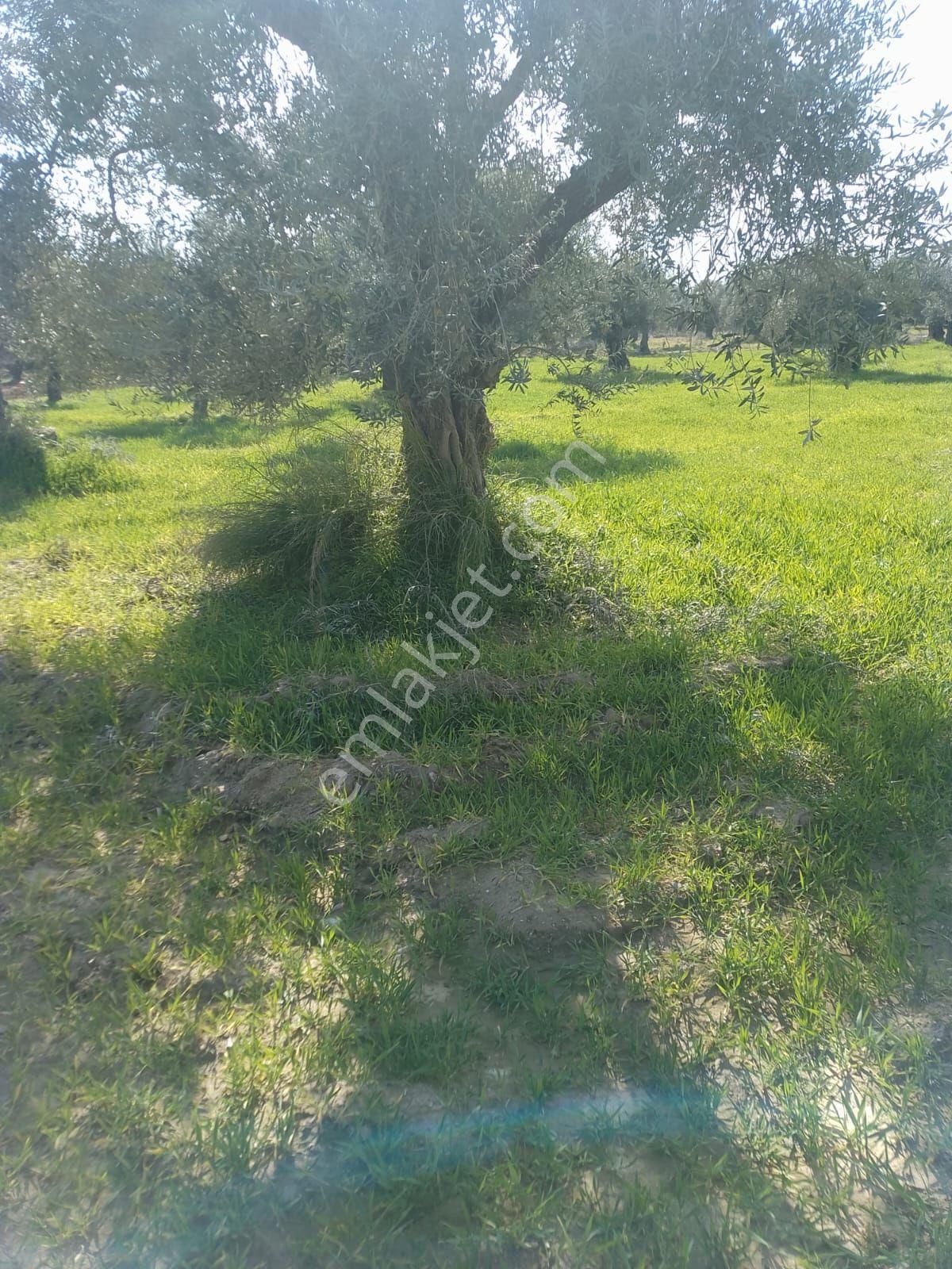 Germencik Üzümlüde 1270 M2 Yol Cepheli Satılık İncir Bahçesi