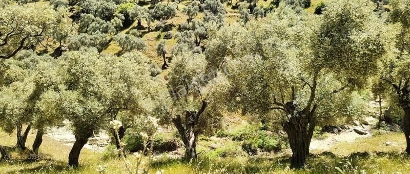 Aydın Çine'de 1.6 Dönüm Zeytinlik Fırsatı