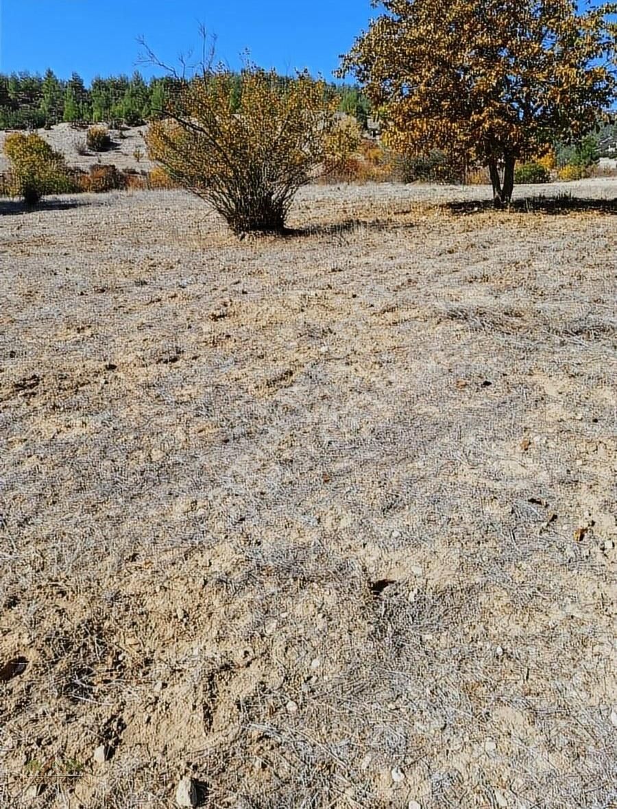 Ulubey Küçükkayalı Köyü Satılık Tarla Uşak Ulubeyde Satılık Üzüm Bağı 3.800m2