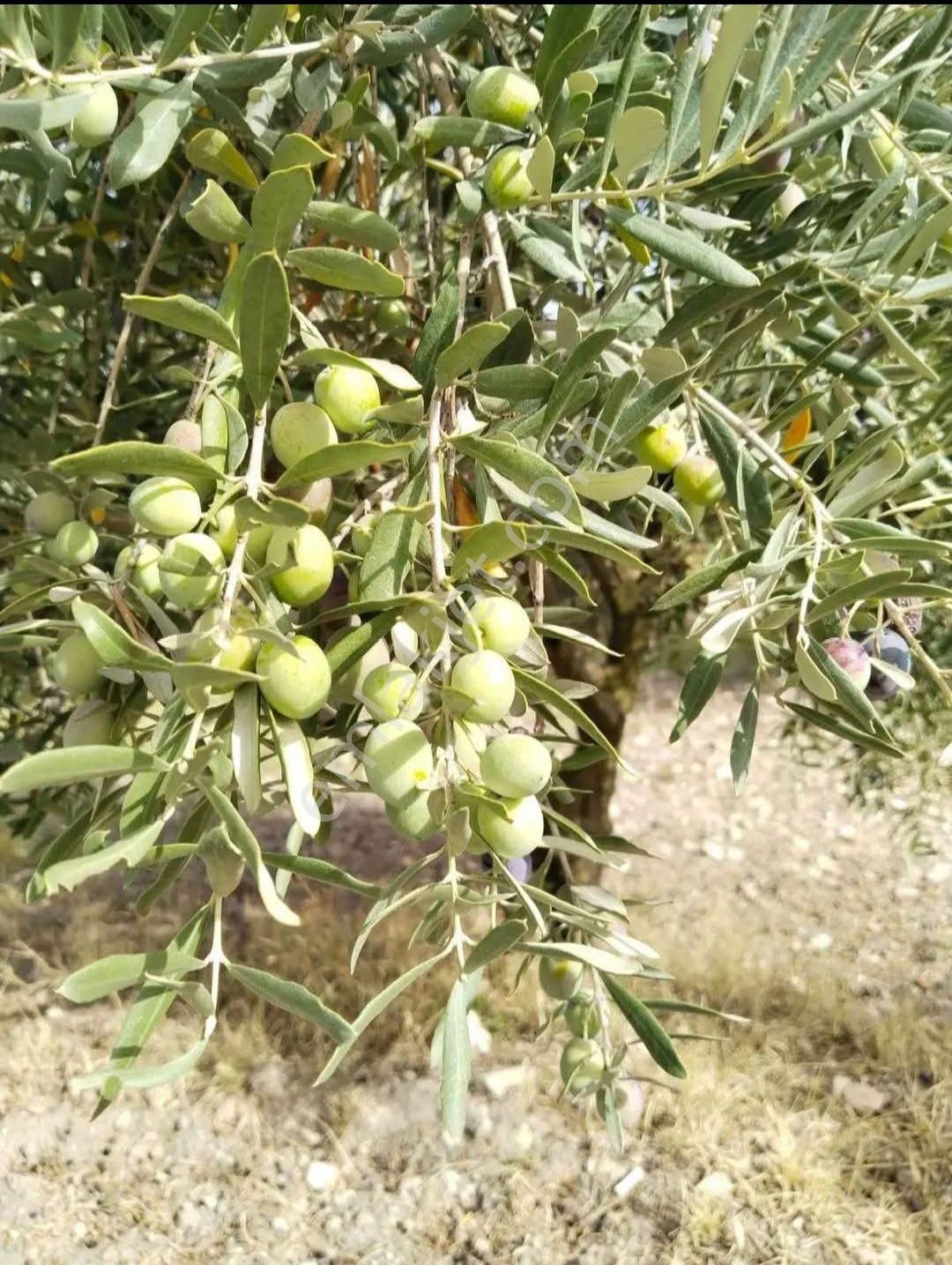 Soma Avdan Satılık Tarla Yeliz'den Manisa Soma Avdan Mahallesinde Zeytinlik