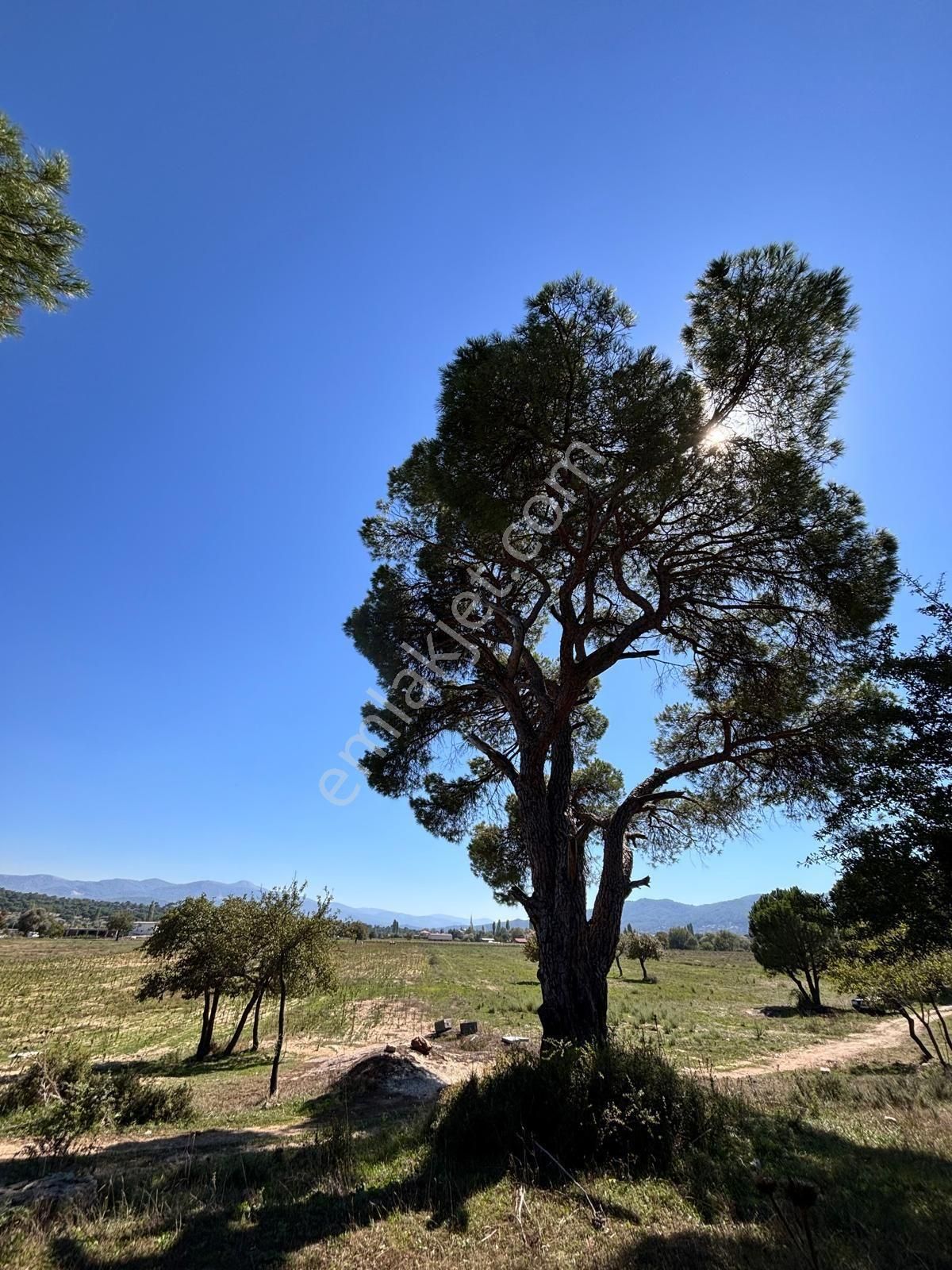 Milas Ortaköy'de 3500 M2 Tarla! - Görsel 9