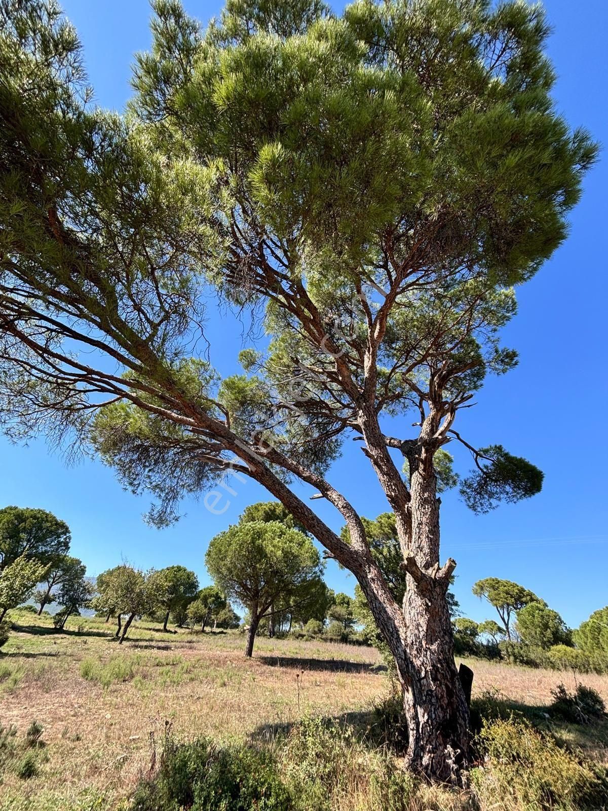 Milas Ortaköy'de 3500 M2 Tarla! - Görsel 4