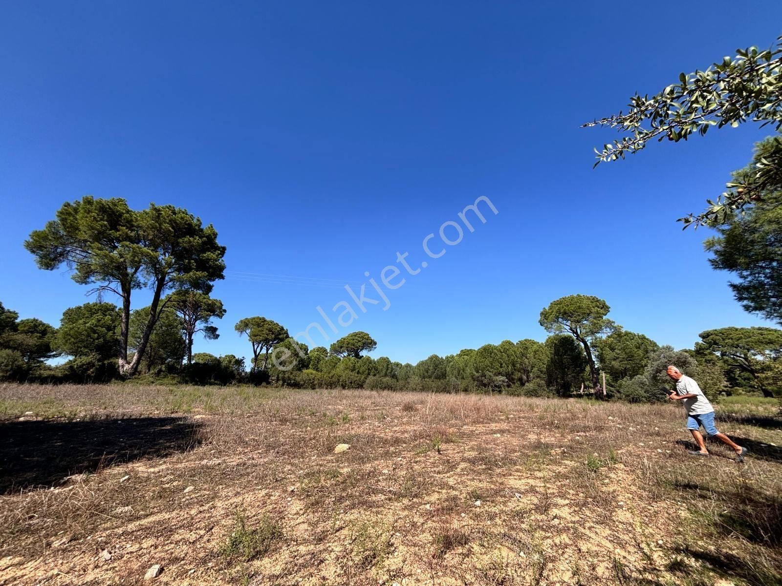 Milas Ortaköy'de 3500 M2 Tarla! - Görsel 12