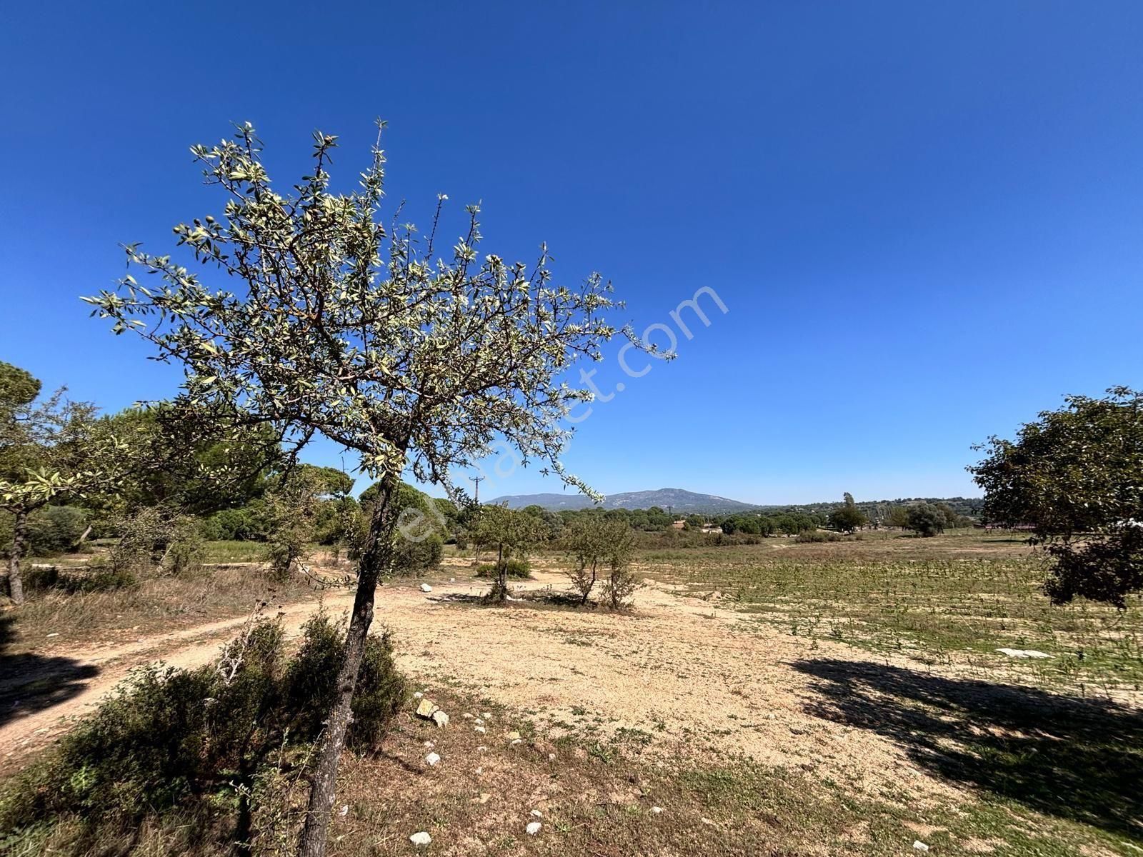 Milas Ortaköy'de 3500 M2 Tarla! - Görsel 2