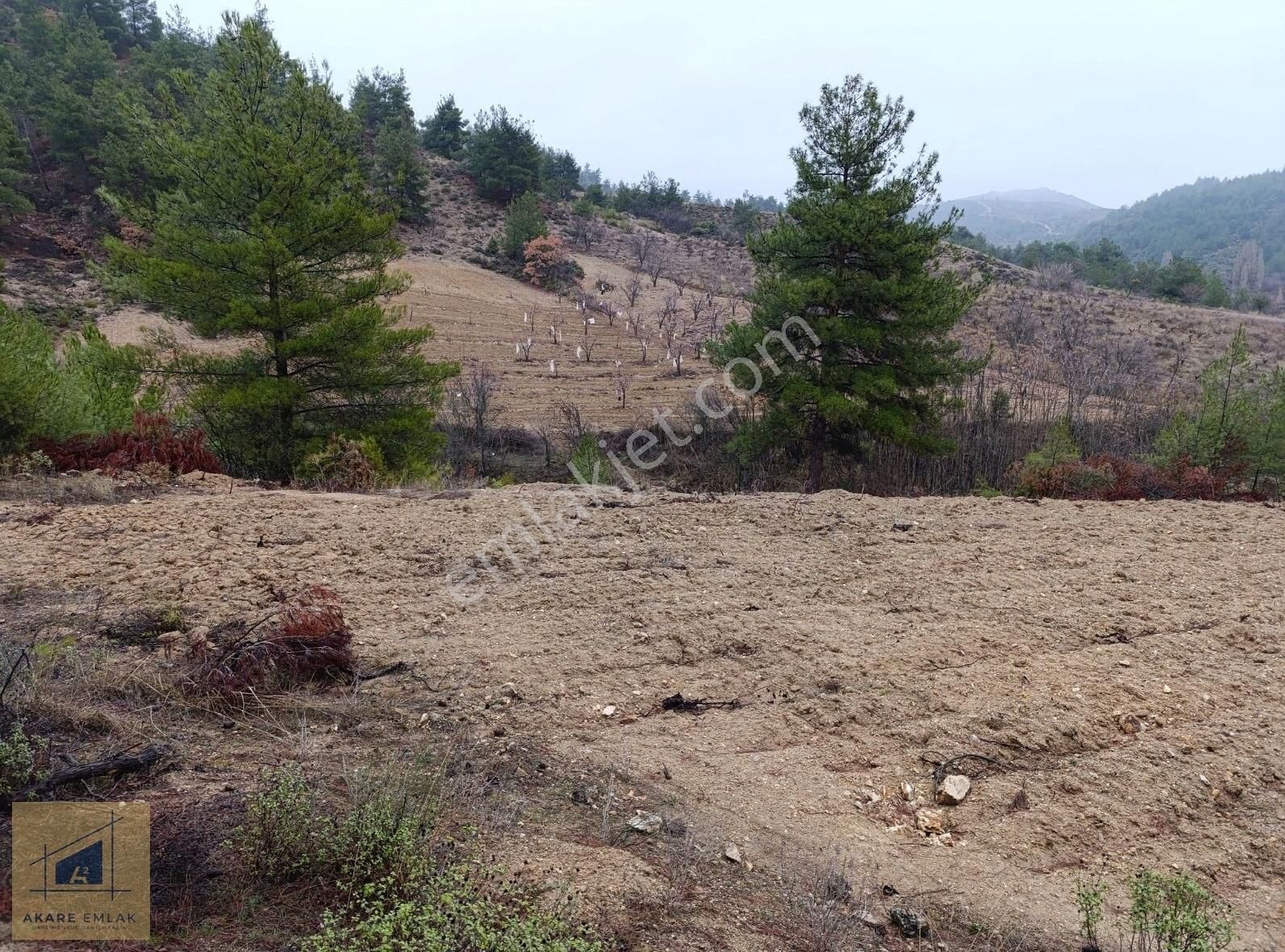 Söğüt Küre Köyü (Merkez) Satılık Tarla Asfalta Köye Yakın, Kadastro Yol Yatırıma Uygun