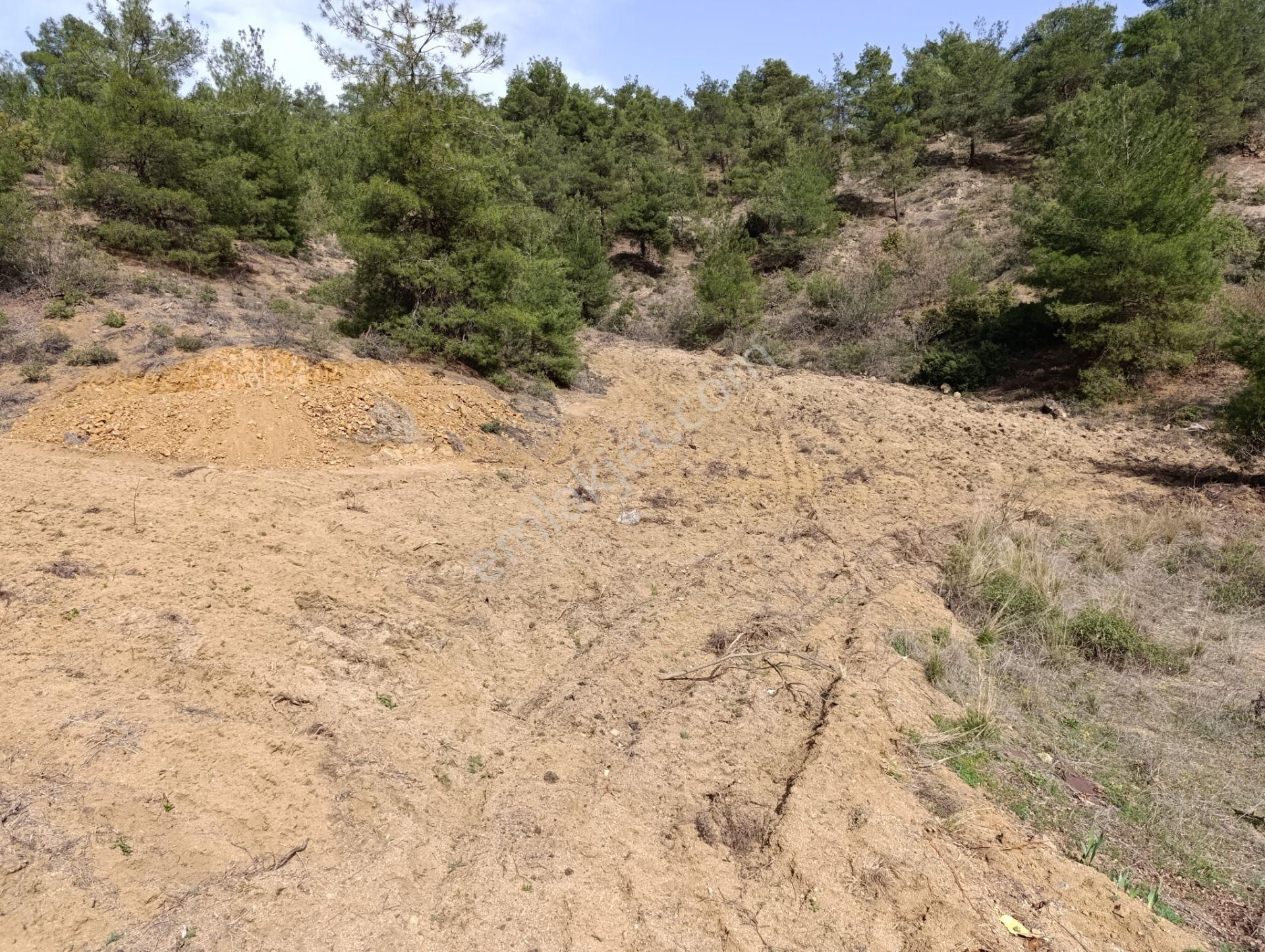 Temizliği Yapılmış Yolu Açılmış Tarla