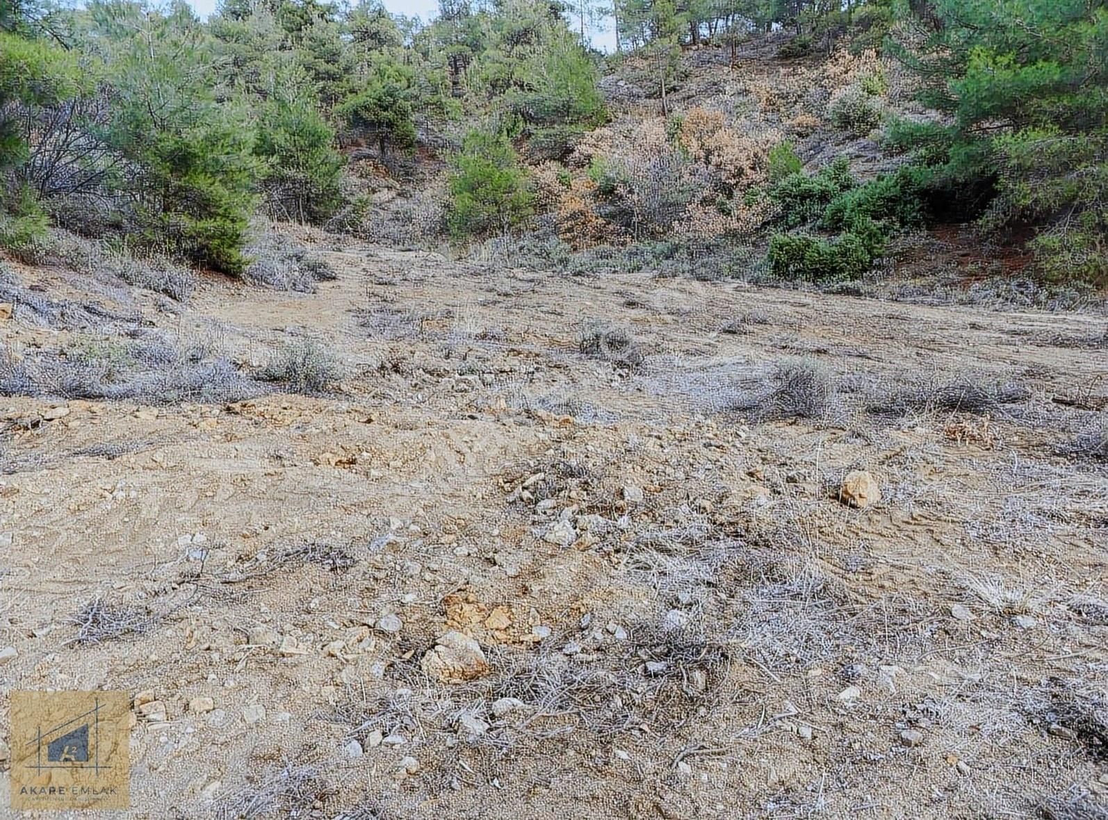 Söğüt Küre Köyü (Merkez) Satılık Tarla Temizliği Yapılmış Yolu Açılmış Tarla