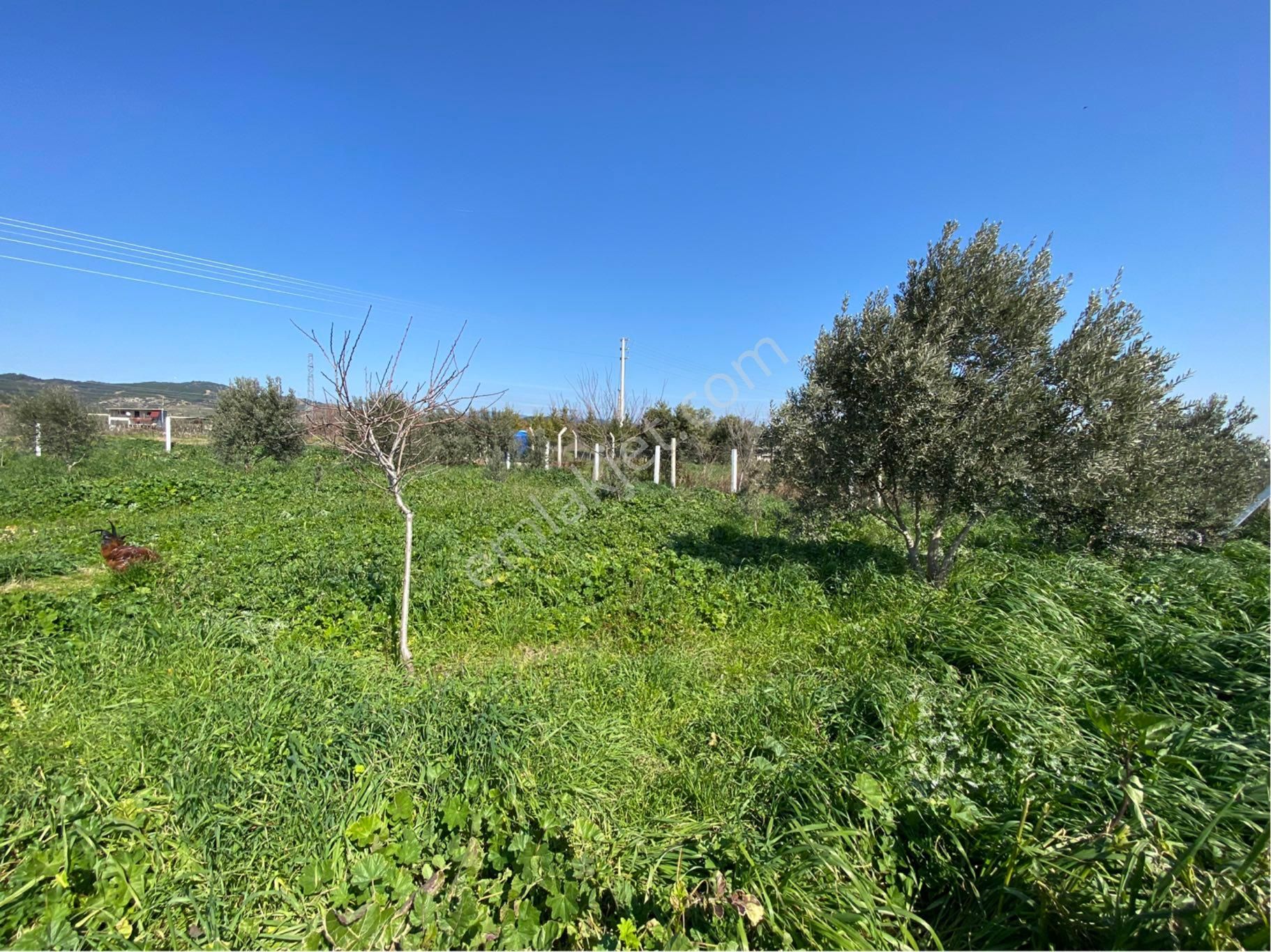 Günay Emlak'tan Torbalı Aslanlar Mah Tek Tapu 850 M2 Satılık Köşe Parsel - Görsel 17