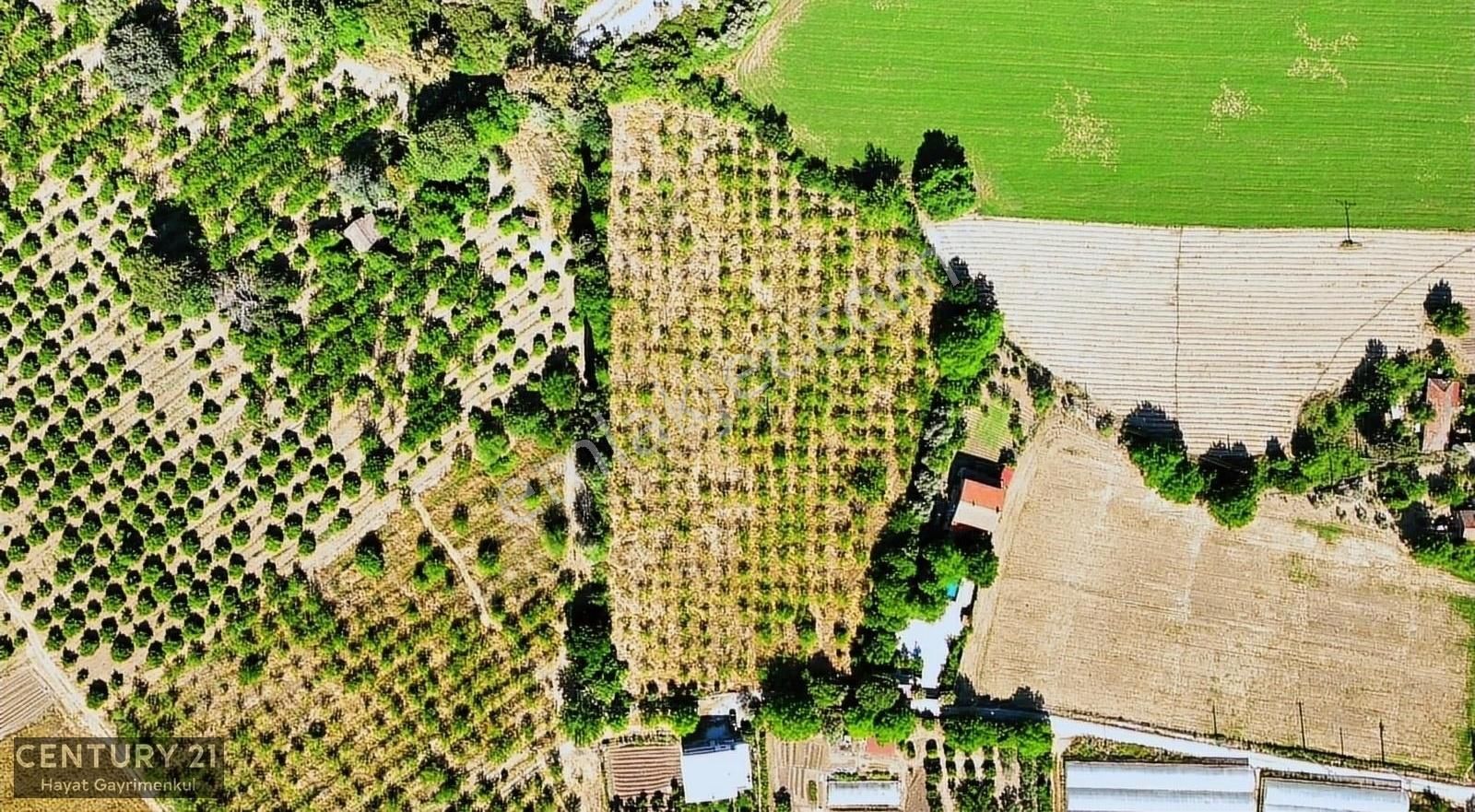 Menderes Çile Mahallesinde 11.933 M2 Satılık Bahçe - Görsel 14