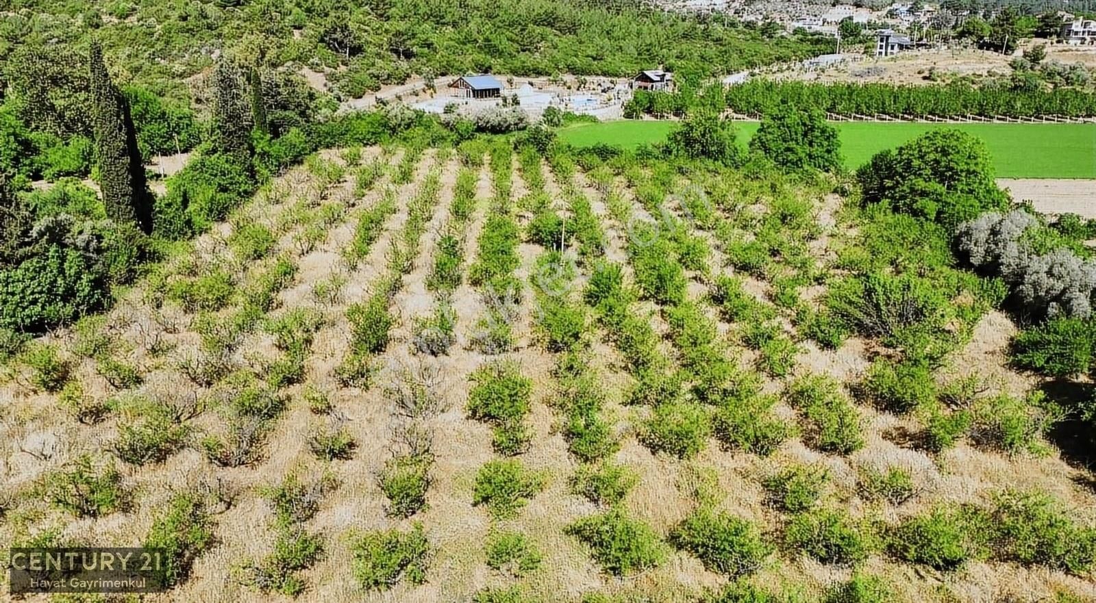 Menderes Çile Mahallesinde 11.933 M2 Satılık Bahçe - Görsel 11