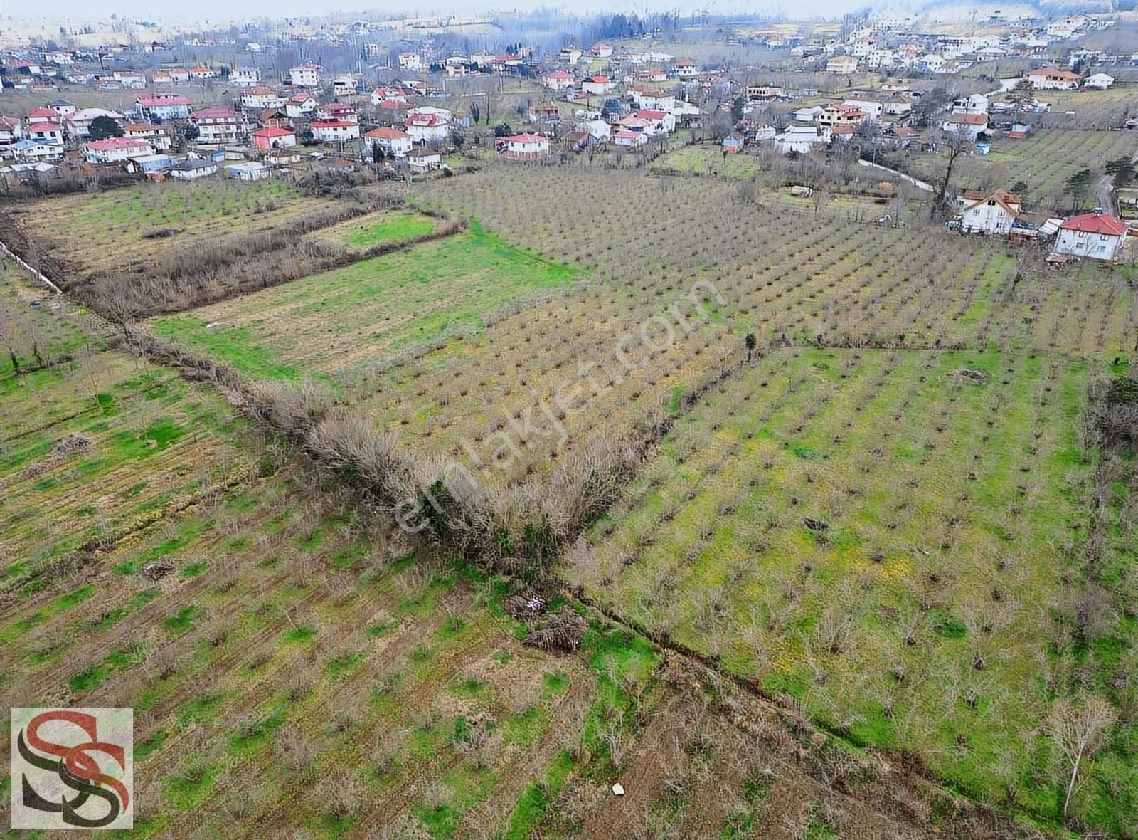 Akyazı Küçücek İstiklal Satılık Tarla Karapürçek Küçücek İmar Sınırında Hesaplı 3.499 M² Fındıklık