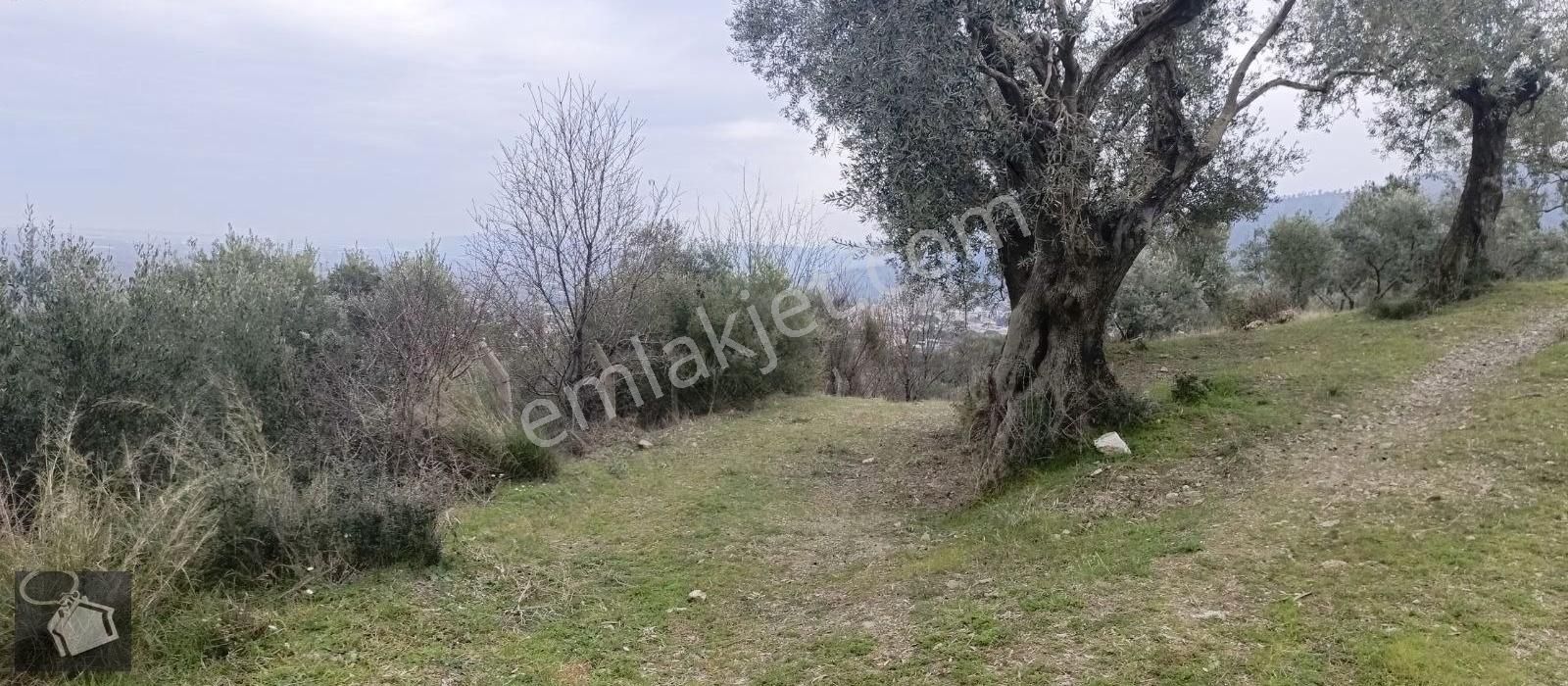 Kemalpaşa Ören 75.yıl Cumhuriyet Satılık Bağ & Bahçe Oksijen İ Bol Tek Tapu Arazi