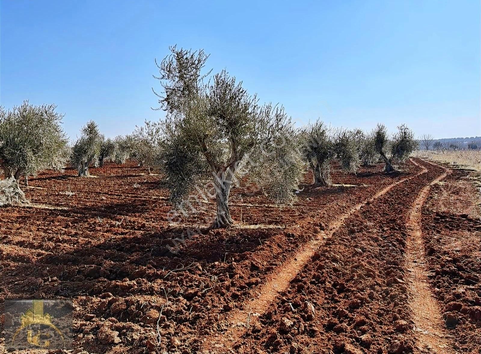 Uyaran79 Gayrimenkulden 2 Parça Zeytinlik - Görsel 17