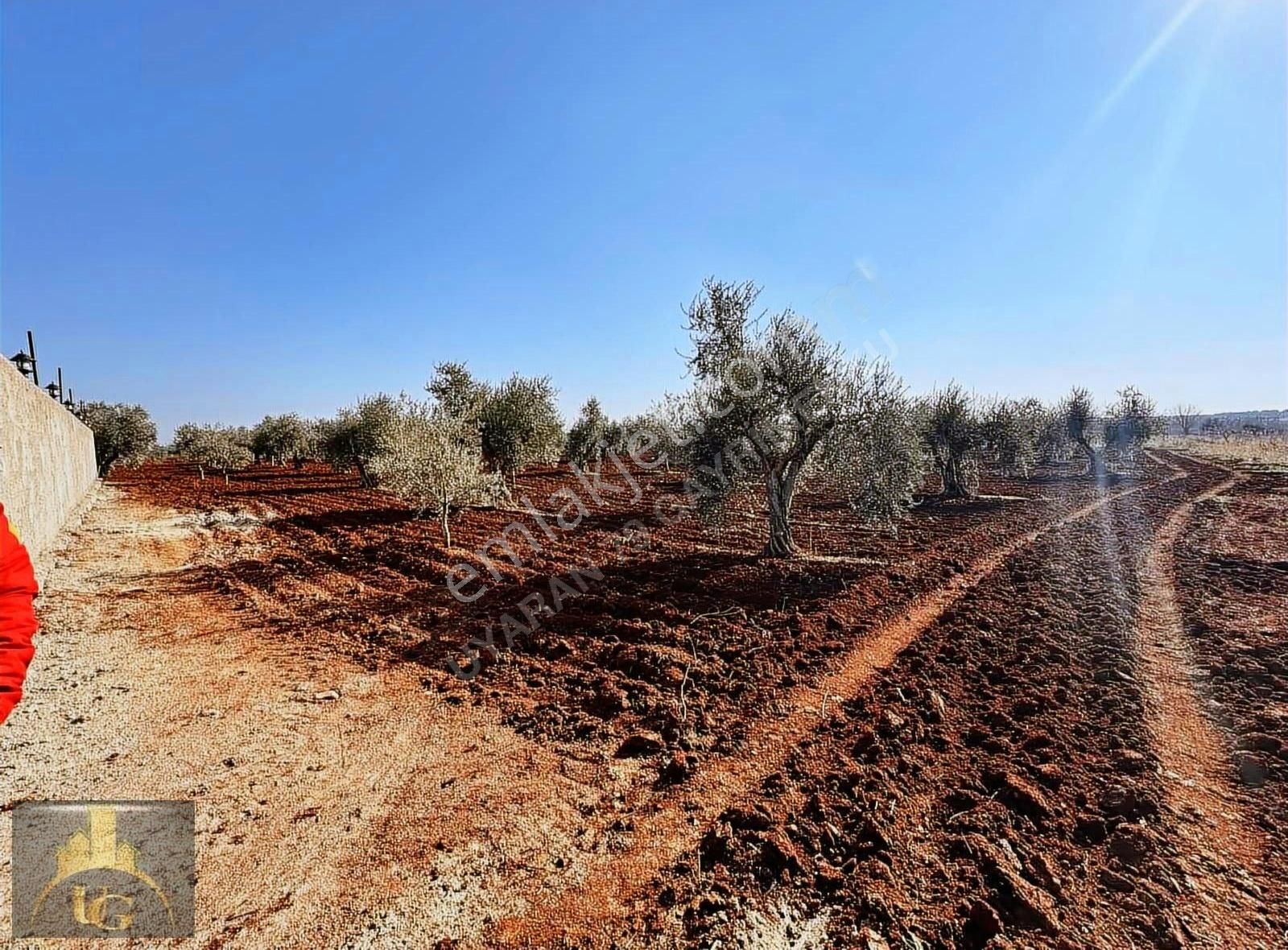 Uyaran79 Gayrimenkulden 2 Parça Zeytinlik - Görsel 12