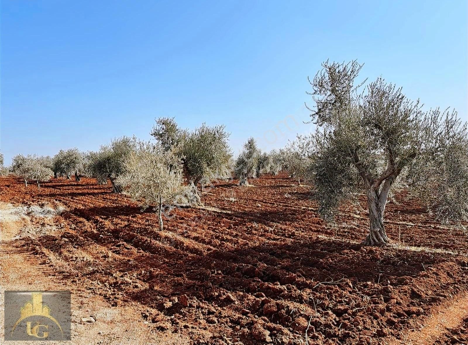 Uyaran79 Gayrimenkulden 2 Parça Zeytinlik - Görsel 14