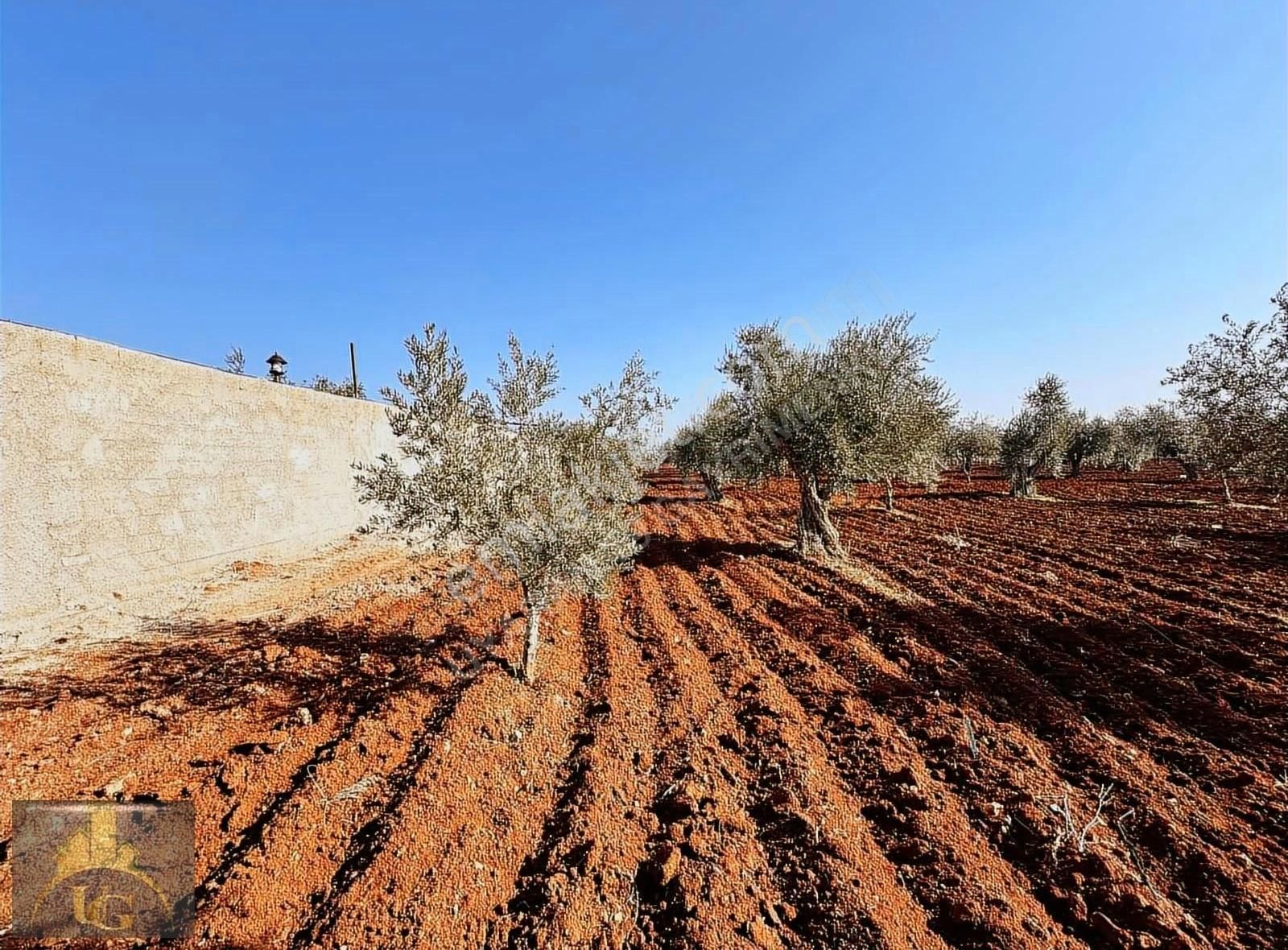 Uyaran79 Gayrimenkulden 2 Parça Zeytinlik - Görsel 18