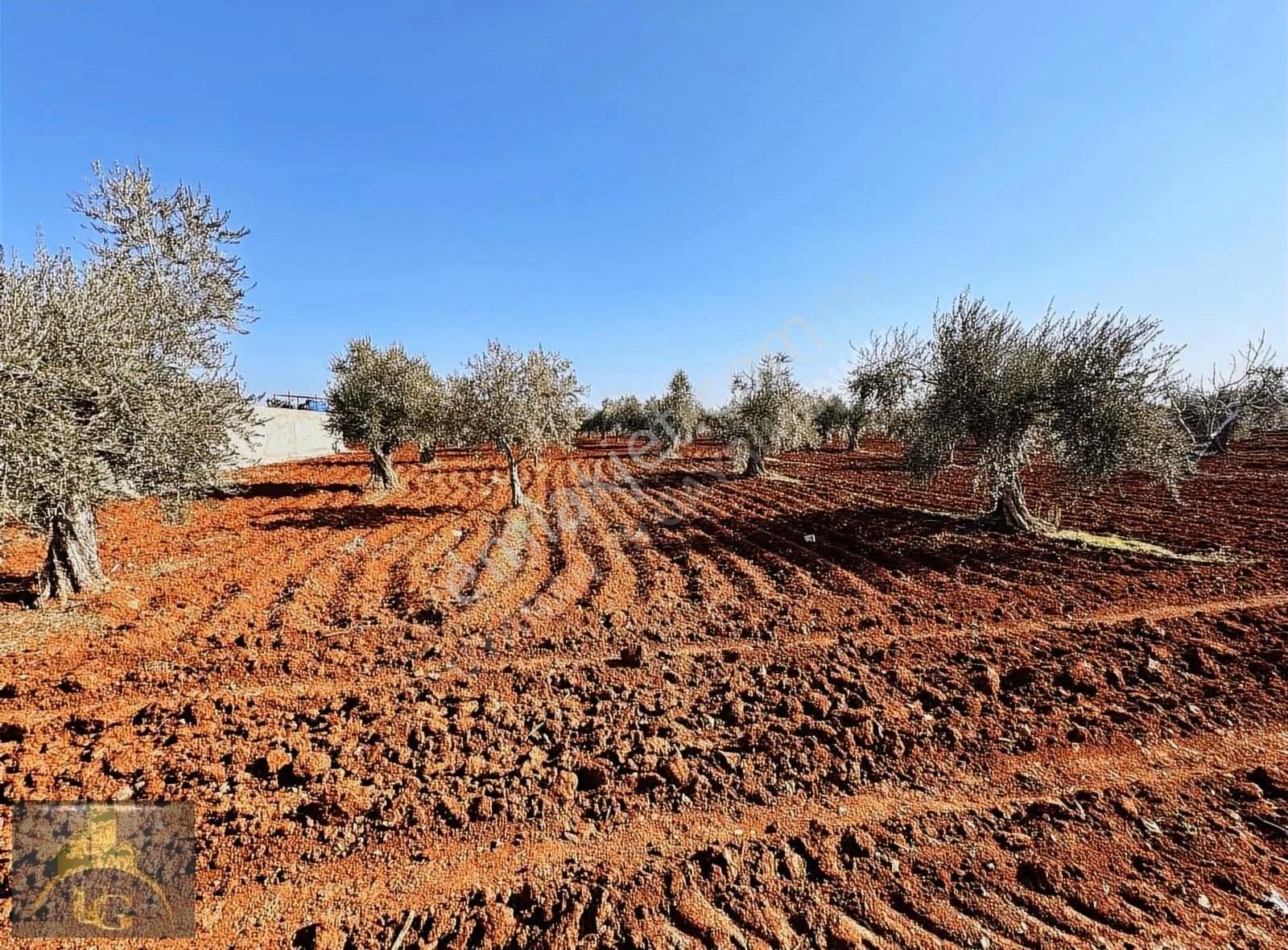 Uyaran79 Gayrimenkulden 2 Parça Zeytinlik - Görsel 3