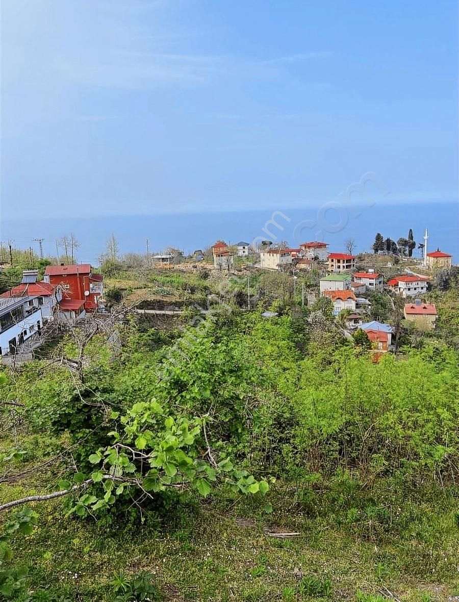 Gökdemir Gayrimenkulden Satılık Arsa Veya Fındık Bahcesi - Görsel 2