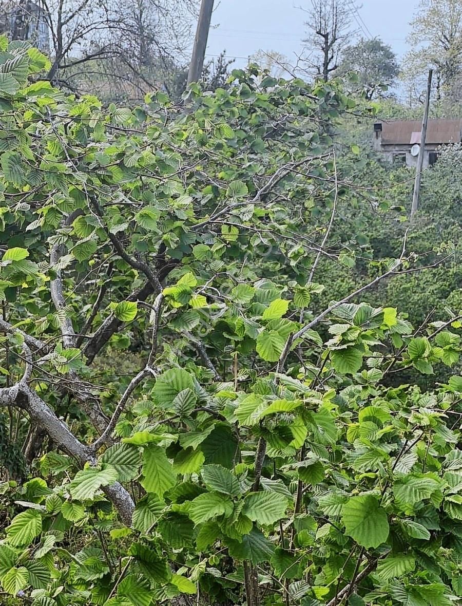Gökdemir Gayrimenkulden Satılık Arsa Veya Fındık Bahcesi - Görsel 15