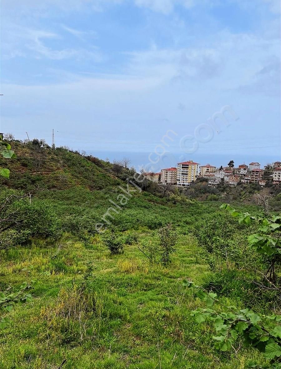 Gökdemir Gayrimenkulden Satılık Arsa Veya Fındık Bahcesi - Görsel 3