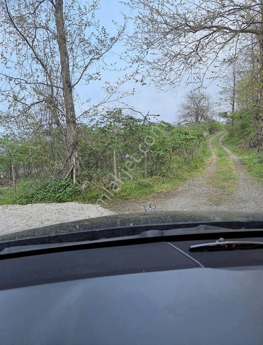 Gökdemir Gayrimenkulden Satılık Arsa Veya Fındık Bahcesi - Görsel 7