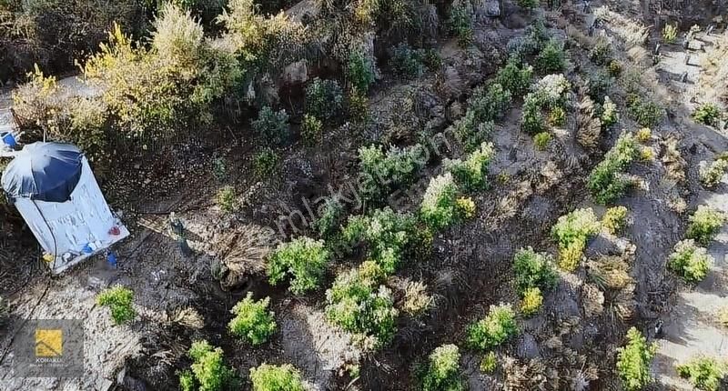 Alanya Burçaklar Satılık Bağ & Bahçe Alanya'da Satılık Kurulu Düzen Avokado Bahçesi