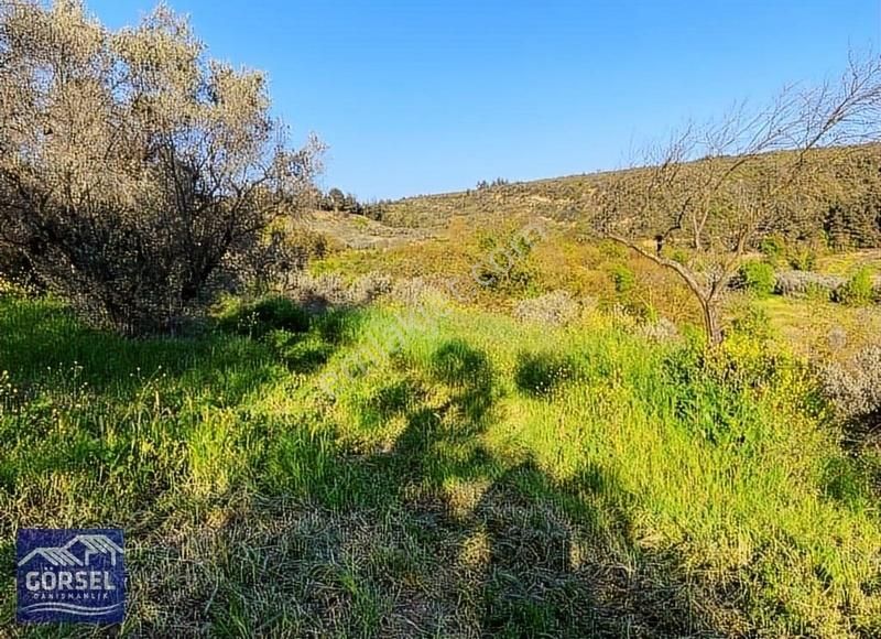 Osmangazi Gündoğdu Satılık Zeytinlik Görsel'den Gündoğdu Yola Yakın 1809 M2 Manzaralı Hobi Bahçesi