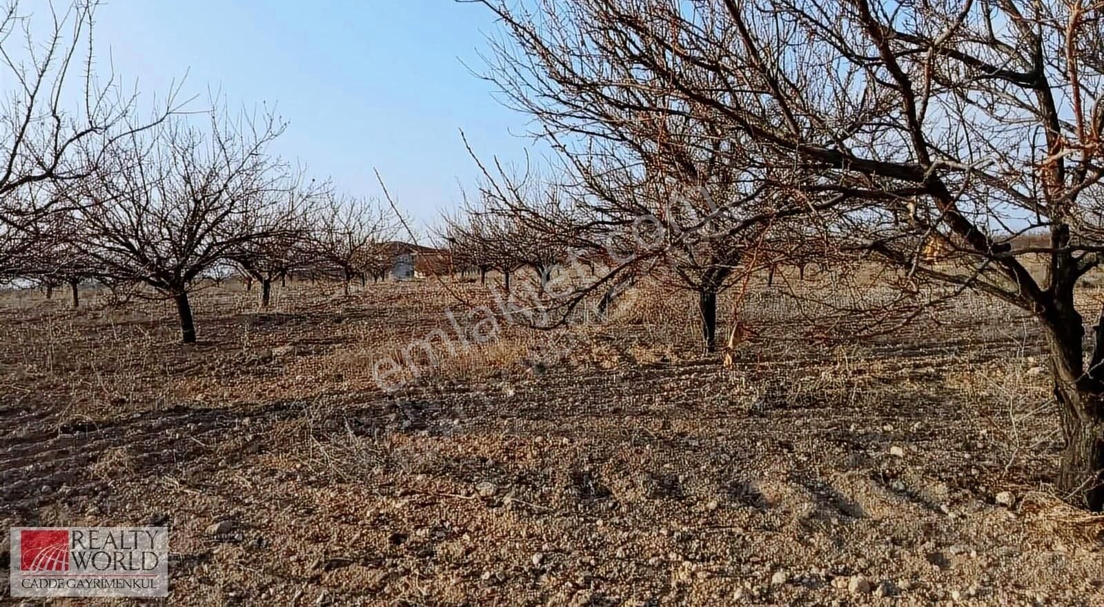 Yazıhan Kömüşhan Satılık Bağ & Bahçe Rw'den Yazıhan Kömüşhan 16.5 Dönüm Genç Kayısı Bahçesi